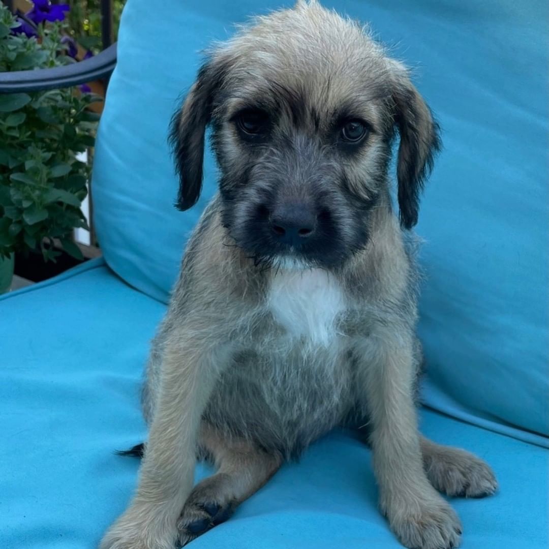 Our gorgeous Oktoberfest puppies are still available! The boys have been scooped up, but four pretty girls are ready to find their families. Prost, Schnitzel, Pretzel, and Munich are female Pit/Doodle pups. Their mama was a pittie mix and their daddy was a doodle! For more information or to apply to adopt one of these precious pups, visit reachrescue.org.

<a target='_blank' href='https://www.instagram.com/explore/tags/adoptdontshop/'>#adoptdontshop</a> <a target='_blank' href='https://www.instagram.com/explore/tags/dogsofinstagram/'>#dogsofinstagram</a> <a target='_blank' href='https://www.instagram.com/explore/tags/rescuedogsofinstagram/'>#rescuedogsofinstagram</a> <a target='_blank' href='https://www.instagram.com/explore/tags/rescuedog/'>#rescuedog</a> <a target='_blank' href='https://www.instagram.com/explore/tags/rescue/'>#rescue</a> <a target='_blank' href='https://www.instagram.com/explore/tags/reachrescue/'>#reachrescue</a> <a target='_blank' href='https://www.instagram.com/explore/tags/dogs/'>#dogs</a> <a target='_blank' href='https://www.instagram.com/explore/tags/dog/'>#dog</a> <a target='_blank' href='https://www.instagram.com/explore/tags/doggo/'>#doggo</a> <a target='_blank' href='https://www.instagram.com/explore/tags/dogstagram/'>#dogstagram</a> <a target='_blank' href='https://www.instagram.com/explore/tags/dogoftheday/'>#dogoftheday</a> <a target='_blank' href='https://www.instagram.com/explore/tags/dogoftheweek/'>#dogoftheweek</a> <a target='_blank' href='https://www.instagram.com/explore/tags/dogsofinstaworld/'>#dogsofinstaworld</a> <a target='_blank' href='https://www.instagram.com/explore/tags/dog_features/'>#dog_features</a> <a target='_blank' href='https://www.instagram.com/explore/tags/dogsofinsta/'>#dogsofinsta</a> <a target='_blank' href='https://www.instagram.com/explore/tags/dogsofig/'>#dogsofig</a> <a target='_blank' href='https://www.instagram.com/explore/tags/instadog/'>#instadog</a>