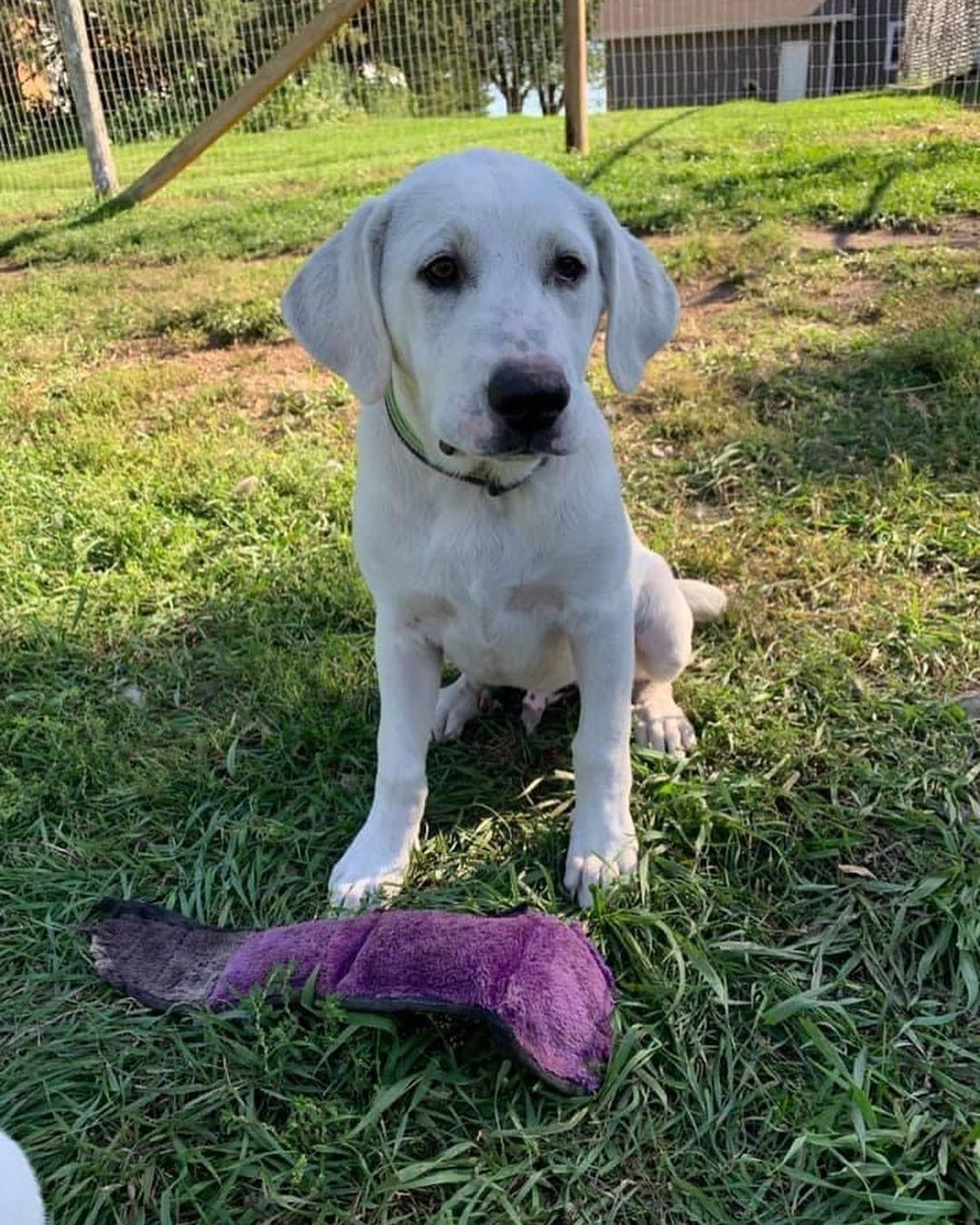 Johnnie came to us with his four siblings from The Whisky litter. They were an unwanted litter from Missouri that needed rescue. We were told Dad was Great Pyr and mom was 100% mutt. Whatever the mix we can definitely see Pyr and they are 100% adorable! 

Johnnie is very playful and loves harassing his foster siblings. He enjoys down time to chew on toys but has lots of puppy energy to play. He sticks close to his people and comes when he's called. He is doing great with potty training and is definitely food motivated. Once he gets over the initial excitement, he does pretty well on a leash. Johnnie loves car rides and sitting in the front seat. He's going to make an awesome addition to a family! 
*Being fostered in Ruthven, IA*

Johnnie is almost 4 months old, weighs 42 lbs, and has a shorter lab like coat. He is up to date on vaccines, up to date on heartworm & flea/tick preventatives, and microchipped. Our puppies are adopted on a spay/neuter contract with adopter promising to spay/neuter at a later date and must show proof at that time. 

Adoption requirements:
In order for you application to be approved you must have a secure and visible fence, pass a home check and a vet check with at least a two year, excellent vet history. Johnnie can be adopted in Missouri, Illinois, Nebraska, Iowa, Wisconsin, Minnesota, and South Dakota. Other East Coast states will be considered if you are willing to travel. Apply for Johnnie at www.gprescue.com/current-adoptables￼
🐾
www.gprescue.com
🐾
<a target='_blank' href='https://www.instagram.com/explore/tags/greatPyrenees/'>#greatPyrenees</a> <a target='_blank' href='https://www.instagram.com/explore/tags/greatpyreneesofthehour/'>#greatpyreneesofthehour</a> <a target='_blank' href='https://www.instagram.com/explore/tags/greatpyreneesoftheday/'>#greatpyreneesoftheday</a> <a target='_blank' href='https://www.instagram.com/explore/tags/greatpyreneesfeature/'>#greatpyreneesfeature</a> <a target='_blank' href='https://www.instagram.com/explore/tags/greatpyrfeature/'>#greatpyrfeature</a> <a target='_blank' href='https://www.instagram.com/explore/tags/dogstagram/'>#dogstagram</a> <a target='_blank' href='https://www.instagram.com/explore/tags/dogoftheday/'>#dogoftheday</a> <a target='_blank' href='https://www.instagram.com/explore/tags/dogsofinsta/'>#dogsofinsta</a> <a target='_blank' href='https://www.instagram.com/explore/tags/petsofinstagram/'>#petsofinstagram</a> <a target='_blank' href='https://www.instagram.com/explore/tags/petstagram/'>#petstagram</a> <a target='_blank' href='https://www.instagram.com/explore/tags/polarbeardog/'>#polarbeardog</a> <a target='_blank' href='https://www.instagram.com/explore/tags/giantdogsofinstagram/'>#giantdogsofinstagram</a> <a target='_blank' href='https://www.instagram.com/explore/tags/giantbreedlovers/'>#giantbreedlovers</a> <a target='_blank' href='https://www.instagram.com/explore/tags/adoptdontshop/'>#adoptdontshop</a> <a target='_blank' href='https://www.instagram.com/explore/tags/dogsofiowa/'>#dogsofiowa</a> <a target='_blank' href='https://www.instagram.com/explore/tags/dogsofmo/'>#dogsofmo</a> <a target='_blank' href='https://www.instagram.com/explore/tags/adopt/'>#adopt</a> <a target='_blank' href='https://www.instagram.com/explore/tags/foster/'>#foster</a> <a target='_blank' href='https://www.instagram.com/explore/tags/greatpyreneesrescueofmissouri/'>#greatpyreneesrescueofmissouri</a> <a target='_blank' href='https://www.instagram.com/explore/tags/greatpyreneesrescueofmo/'>#greatpyreneesrescueofmo</a>