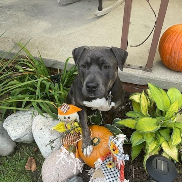 Happy spooky season 👻 from adopt-a-bull Kane!  He's a pretty pitty who loves 💘 posing with pumpkins 🎃, relaxing with a nice pup-a-Chino ☕ , and embracing the fall vibes.  Apply to meet Kane today!
<a target='_blank' href='https://www.instagram.com/explore/tags/thebusterfoundation/'>#thebusterfoundation</a>
<a target='_blank' href='https://www.instagram.com/explore/tags/pitbull/'>#pitbull</a>
<a target='_blank' href='https://www.instagram.com/explore/tags/pitbullsofinstagram/'>#pitbullsofinstagram</a>
<a target='_blank' href='https://www.instagram.com/explore/tags/pitbulladvocate/'>#pitbulladvocate</a>
<a target='_blank' href='https://www.instagram.com/explore/tags/bullybreed/'>#bullybreed</a>
<a target='_blank' href='https://www.instagram.com/explore/tags/dontbullymybreed/'>#dontbullymybreed</a>
<a target='_blank' href='https://www.instagram.com/explore/tags/rescuedog/'>#rescuedog</a>
<a target='_blank' href='https://www.instagram.com/explore/tags/rescueismyfavoritebreed/'>#rescueismyfavoritebreed</a>
<a target='_blank' href='https://www.instagram.com/explore/tags/detroitrescuedogs/'>#detroitrescuedogs</a>