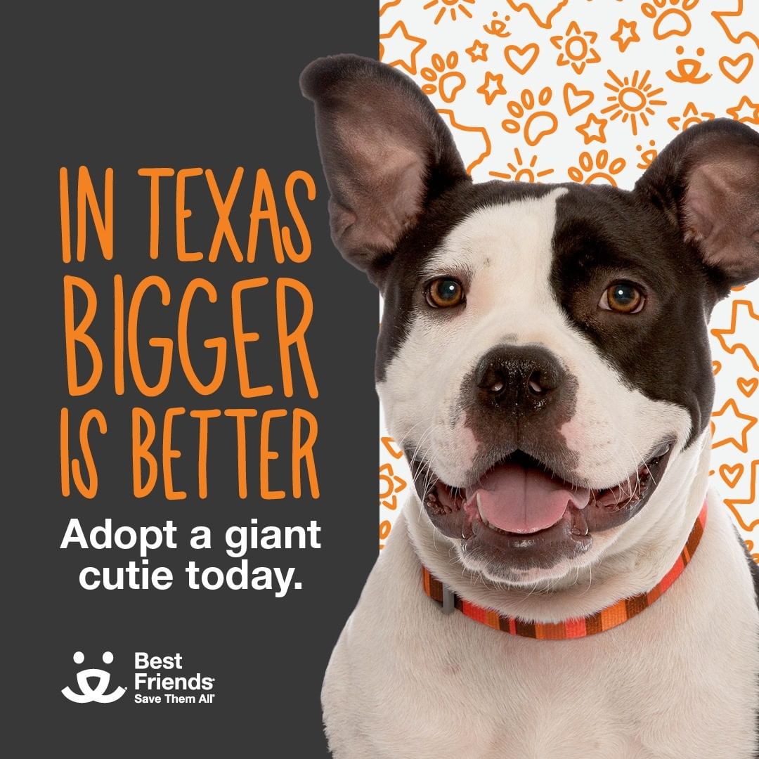 Bigger is Better in Texas!  We have many amazing dogs available for adoption! HALF OFF ADOPTION FEES for any dog over 40 pounds Oct. 1st through Oct. 31st.  PLUS adopters will receive 3 months of flea preventative while supplies last! 
You can make an adoption appointment on-line at: https://kiosk.qless.com/kiosk/app/home/22052 or call 281-999-3191. 
View all of our pets at www.countypets.com
@bfas_houston