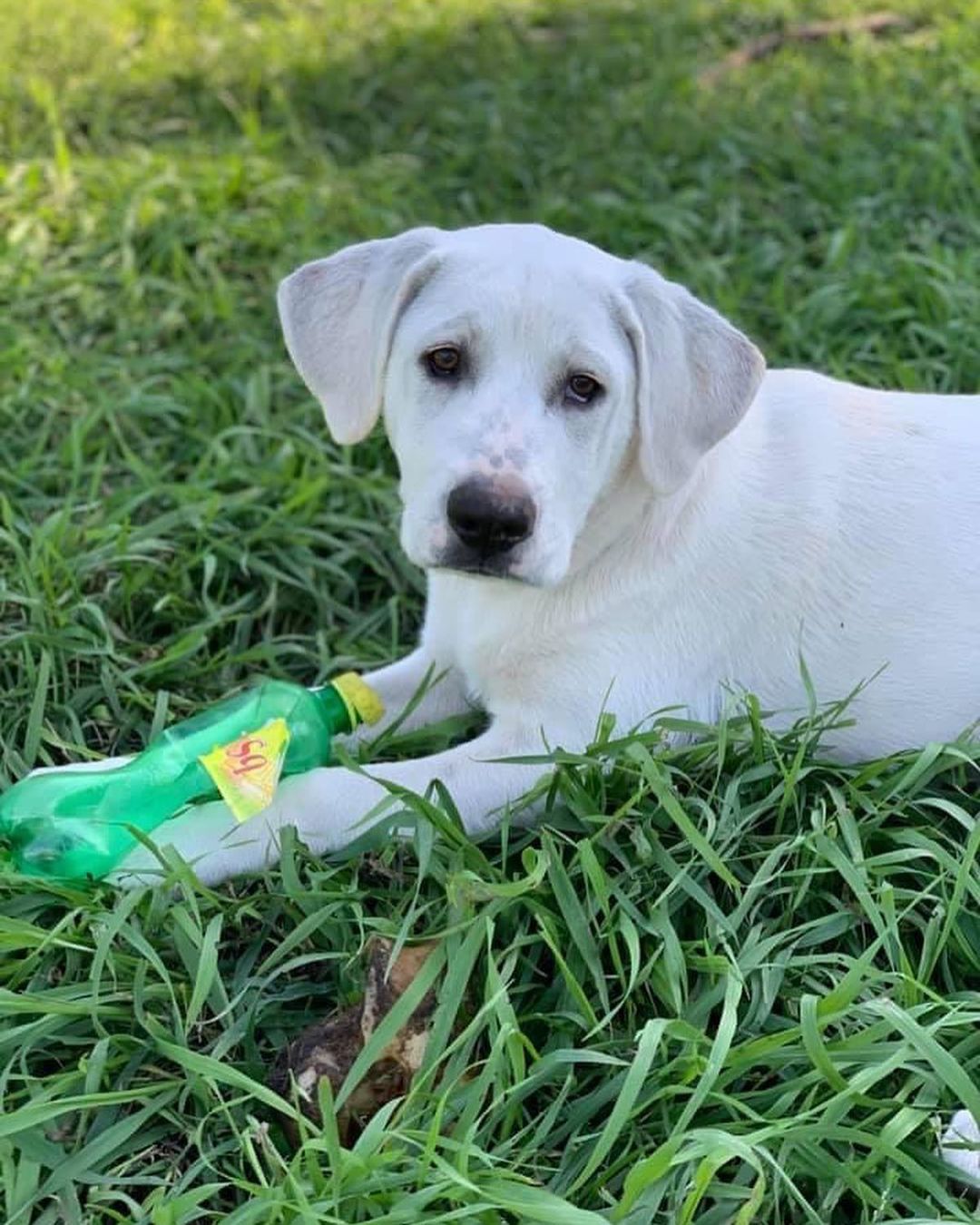 Johnnie came to us with his four siblings from The Whisky litter. They were an unwanted litter from Missouri that needed rescue. We were told Dad was Great Pyr and mom was 100% mutt. Whatever the mix we can definitely see Pyr and they are 100% adorable! 

Johnnie is very playful and loves harassing his foster siblings. He enjoys down time to chew on toys but has lots of puppy energy to play. He sticks close to his people and comes when he's called. He is doing great with potty training and is definitely food motivated. Once he gets over the initial excitement, he does pretty well on a leash. Johnnie loves car rides and sitting in the front seat. He's going to make an awesome addition to a family! 
*Being fostered in Ruthven, IA*

Johnnie is almost 4 months old, weighs 42 lbs, and has a shorter lab like coat. He is up to date on vaccines, up to date on heartworm & flea/tick preventatives, and microchipped. Our puppies are adopted on a spay/neuter contract with adopter promising to spay/neuter at a later date and must show proof at that time. 

Adoption requirements:
In order for you application to be approved you must have a secure and visible fence, pass a home check and a vet check with at least a two year, excellent vet history. Johnnie can be adopted in Missouri, Illinois, Nebraska, Iowa, Wisconsin, Minnesota, and South Dakota. Other East Coast states will be considered if you are willing to travel. Apply for Johnnie at www.gprescue.com/current-adoptables￼
🐾
www.gprescue.com
🐾
<a target='_blank' href='https://www.instagram.com/explore/tags/greatPyrenees/'>#greatPyrenees</a> <a target='_blank' href='https://www.instagram.com/explore/tags/greatpyreneesofthehour/'>#greatpyreneesofthehour</a> <a target='_blank' href='https://www.instagram.com/explore/tags/greatpyreneesoftheday/'>#greatpyreneesoftheday</a> <a target='_blank' href='https://www.instagram.com/explore/tags/greatpyreneesfeature/'>#greatpyreneesfeature</a> <a target='_blank' href='https://www.instagram.com/explore/tags/greatpyrfeature/'>#greatpyrfeature</a> <a target='_blank' href='https://www.instagram.com/explore/tags/dogstagram/'>#dogstagram</a> <a target='_blank' href='https://www.instagram.com/explore/tags/dogoftheday/'>#dogoftheday</a> <a target='_blank' href='https://www.instagram.com/explore/tags/dogsofinsta/'>#dogsofinsta</a> <a target='_blank' href='https://www.instagram.com/explore/tags/petsofinstagram/'>#petsofinstagram</a> <a target='_blank' href='https://www.instagram.com/explore/tags/petstagram/'>#petstagram</a> <a target='_blank' href='https://www.instagram.com/explore/tags/polarbeardog/'>#polarbeardog</a> <a target='_blank' href='https://www.instagram.com/explore/tags/giantdogsofinstagram/'>#giantdogsofinstagram</a> <a target='_blank' href='https://www.instagram.com/explore/tags/giantbreedlovers/'>#giantbreedlovers</a> <a target='_blank' href='https://www.instagram.com/explore/tags/adoptdontshop/'>#adoptdontshop</a> <a target='_blank' href='https://www.instagram.com/explore/tags/dogsofiowa/'>#dogsofiowa</a> <a target='_blank' href='https://www.instagram.com/explore/tags/dogsofmo/'>#dogsofmo</a> <a target='_blank' href='https://www.instagram.com/explore/tags/adopt/'>#adopt</a> <a target='_blank' href='https://www.instagram.com/explore/tags/foster/'>#foster</a> <a target='_blank' href='https://www.instagram.com/explore/tags/greatpyreneesrescueofmissouri/'>#greatpyreneesrescueofmissouri</a> <a target='_blank' href='https://www.instagram.com/explore/tags/greatpyreneesrescueofmo/'>#greatpyreneesrescueofmo</a>