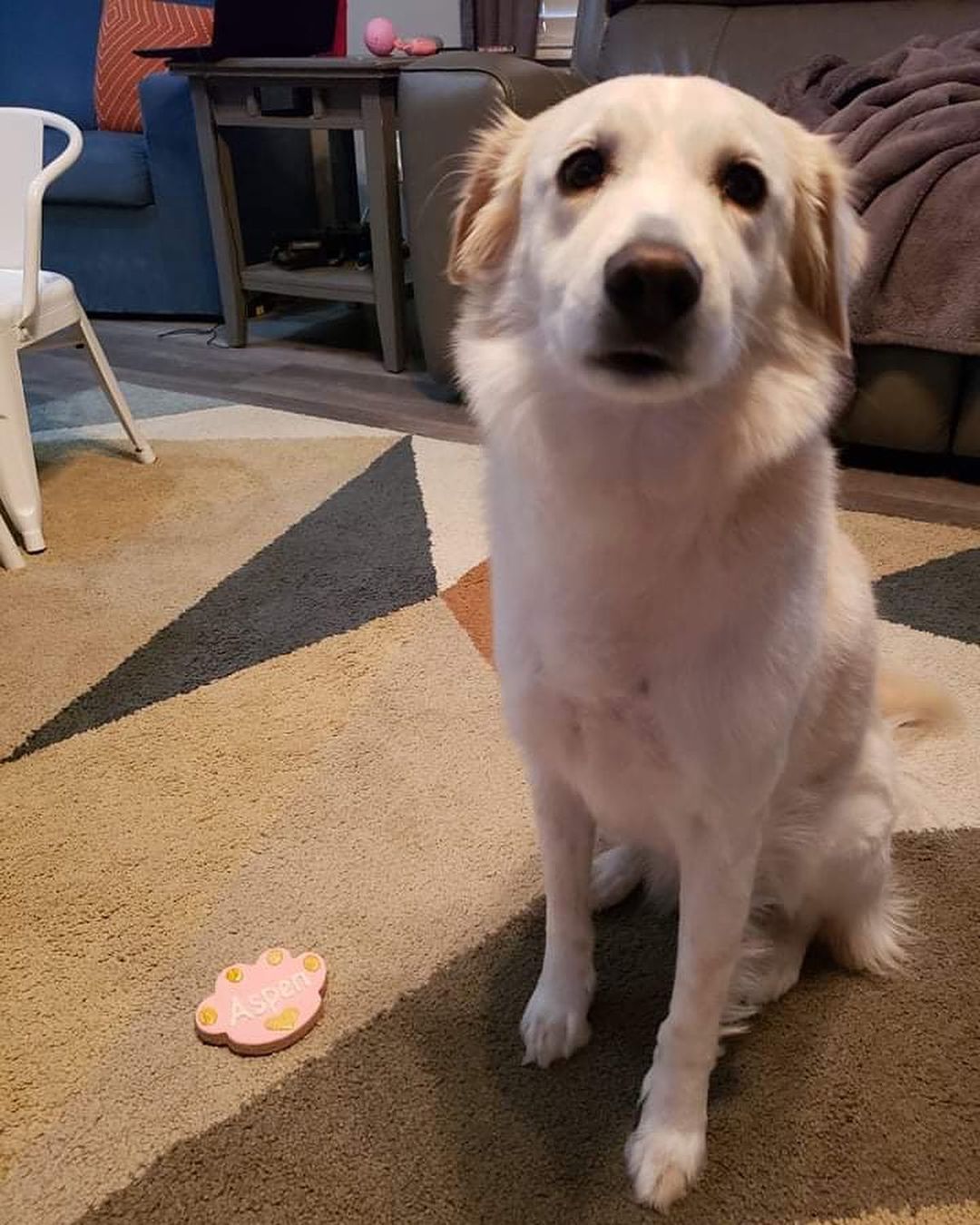 Aspen was found in a ditch with her mom almost 5 years ago. Her mom had given birth to several litters in that same ditch - naturally we made sure that never happened again. Both were adopted - Aspen all the way in Indiana.

Aspens family celebrated her 5th birthday this weekend with all of her friends! They also donated her gifts to our rescue. Thank you to the Dewing family for loving Aspen and celebrating her with us! 🎉 🎈 🎂