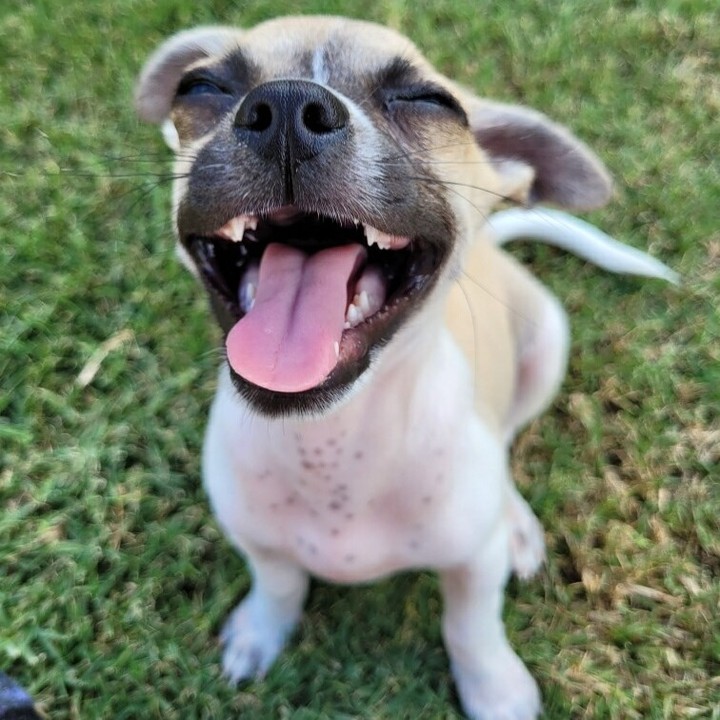 😊 How can you not love this smile? 🥜 Tiny Peanut is getting ready for his neuter surgery in a couple weeks. We don't think he's too concerned about it. 😎 <a target='_blank' href='https://www.instagram.com/explore/tags/adoptdontshop/'>#adoptdontshop</a> <a target='_blank' href='https://www.instagram.com/explore/tags/chihuahuamix/'>#chihuahuamix</a> <a target='_blank' href='https://www.instagram.com/explore/tags/chuglife/'>#chuglife</a> <a target='_blank' href='https://www.instagram.com/explore/tags/chugpuppy/'>#chugpuppy</a> <a target='_blank' href='https://www.instagram.com/explore/tags/rescuepuppy/'>#rescuepuppy</a> <a target='_blank' href='https://www.instagram.com/explore/tags/spayandneuter/'>#spayandneuter</a> <a target='_blank' href='https://www.instagram.com/explore/tags/bigsmile/'>#bigsmile</a> <a target='_blank' href='https://www.instagram.com/explore/tags/sweetpuppy/'>#sweetpuppy</a> <a target='_blank' href='https://www.instagram.com/explore/tags/puppylife/'>#puppylife</a>