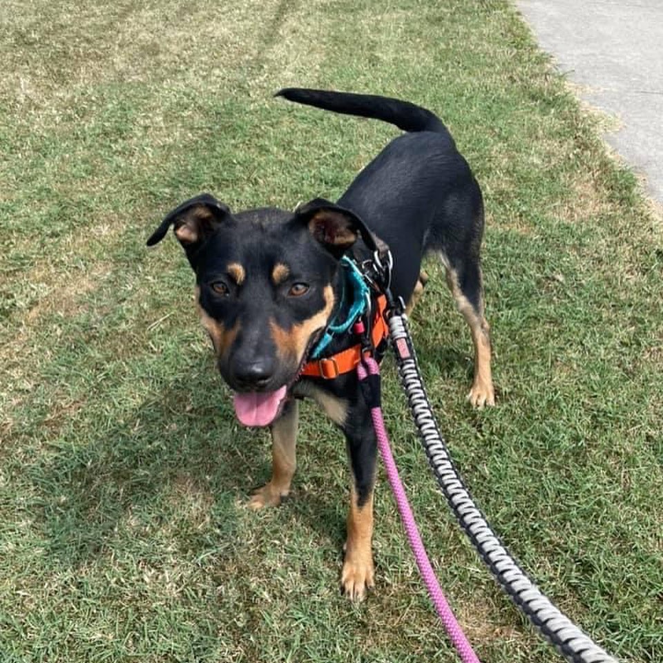 Harley is a 3 year old shepherd- Rottweiler mix. This goofy boy is around 45 pounds. He has mastered the “down” command and his leash was liking has greatly improved. He is a very intelligent dog and sometimes thinks he’s still a lap dog! He loves to give kisses. He would do best with a fenced in yard. For more info on Harley, click the link in our bio <a target='_blank' href='https://www.instagram.com/explore/tags/adopt/'>#adopt</a> <a target='_blank' href='https://www.instagram.com/explore/tags/staf/'>#staf</a> <a target='_blank' href='https://www.instagram.com/explore/tags/rescuedog/'>#rescuedog</a> <a target='_blank' href='https://www.instagram.com/explore/tags/lovablepup/'>#lovablepup</a> <a target='_blank' href='https://www.instagram.com/explore/tags/dogsofcincy/'>#dogsofcincy</a> <a target='_blank' href='https://www.instagram.com/explore/tags/dogsofinstagram/'>#dogsofinstagram</a> <a target='_blank' href='https://www.instagram.com/explore/tags/adoptme/'>#adoptme</a>