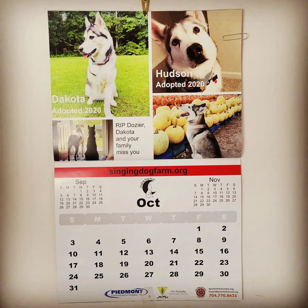 Hello October, brought to you Dakota and Hudson 😍😍😍 
.
.
.
.
.
<a target='_blank' href='https://www.instagram.com/explore/tags/singingdogfarm/'>#singingdogfarm</a> <a target='_blank' href='https://www.instagram.com/explore/tags/singingdogfarmrescue/'>#singingdogfarmrescue</a> <a target='_blank' href='https://www.instagram.com/explore/tags/huskyrescue/'>#huskyrescue</a> <a target='_blank' href='https://www.instagram.com/explore/tags/adoptablehusky/'>#adoptablehusky</a> <a target='_blank' href='https://www.instagram.com/explore/tags/rescuehuskies/'>#rescuehuskies</a> <a target='_blank' href='https://www.instagram.com/explore/tags/nchuskies/'>#nchuskies</a> <a target='_blank' href='https://www.instagram.com/explore/tags/huskiesareawesome/'>#huskiesareawesome</a> <a target='_blank' href='https://www.instagram.com/explore/tags/adoptahusky/'>#adoptahusky</a> <a target='_blank' href='https://www.instagram.com/explore/tags/adoptablehuskies/'>#adoptablehuskies</a> <a target='_blank' href='https://www.instagram.com/explore/tags/siberianhusky/'>#siberianhusky</a> <a target='_blank' href='https://www.instagram.com/explore/tags/siberianhuskydogs/'>#siberianhuskydogs</a> <a target='_blank' href='https://www.instagram.com/explore/tags/ncdogs/'>#ncdogs</a> <a target='_blank' href='https://www.instagram.com/explore/tags/rescuedogs/'>#rescuedogs</a> <a target='_blank' href='https://www.instagram.com/explore/tags/huskiesofinstagram/'>#huskiesofinstagram</a> <a target='_blank' href='https://www.instagram.com/explore/tags/huskiesofig/'>#huskiesofig</a> <a target='_blank' href='https://www.instagram.com/explore/tags/ncrescuedogs/'>#ncrescuedogs</a>