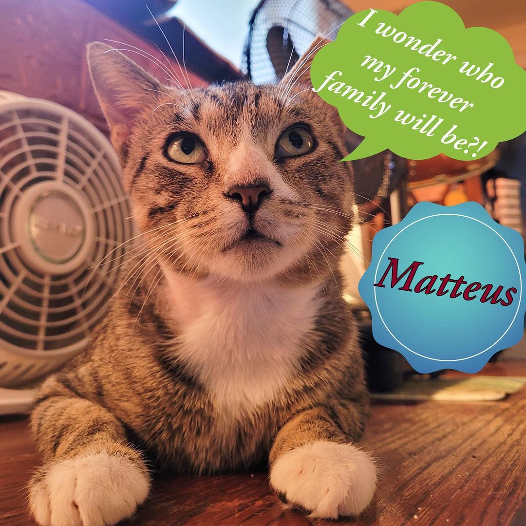 😻Sweet sweet Matteus is officially up for ADOPTION !! 💕 This young boy beat the odds when he was rescued by one of our volunteers after a kind woman who had been feeding him discovered he had a giant open wound on his neck! @bronx_furkids went out and trapped him ,  and brought him to the veterinarian. Our vet suspected he was either hit by a car or hurt by a person. 😢 ❤️ They stitched him up and our incredible volunteer /foster mama  @aprildawn222 has fostered him with utmost love since! He healed BEAUTIFULLY, and is a love bug who sleeps in bed with foster mom and gets along well with her resident cats! To bring this special , deserving boy into your life , email nycatcoal@yahoo.com 

<a target='_blank' href='https://www.instagram.com/explore/tags/fosteringsaveslives/'>#fosteringsaveslives</a> <a target='_blank' href='https://www.instagram.com/explore/tags/rescuesaveslives/'>#rescuesaveslives</a> <a target='_blank' href='https://www.instagram.com/explore/tags/adoptdontshop/'>#adoptdontshop</a> <a target='_blank' href='https://www.instagram.com/explore/tags/bronx/'>#bronx</a> <a target='_blank' href='https://www.instagram.com/explore/tags/bronxcats/'>#bronxcats</a> <a target='_blank' href='https://www.instagram.com/explore/tags/meow/'>#meow</a> <a target='_blank' href='https://www.instagram.com/explore/tags/instacat/'>#instacat</a> <a target='_blank' href='https://www.instagram.com/explore/tags/instagood/'>#instagood</a> <a target='_blank' href='https://www.instagram.com/explore/tags/instadaily/'>#instadaily</a> <a target='_blank' href='https://www.instagram.com/explore/tags/catsofinstagram/'>#catsofinstagram</a> <a target='_blank' href='https://www.instagram.com/explore/tags/compassion/'>#compassion</a>