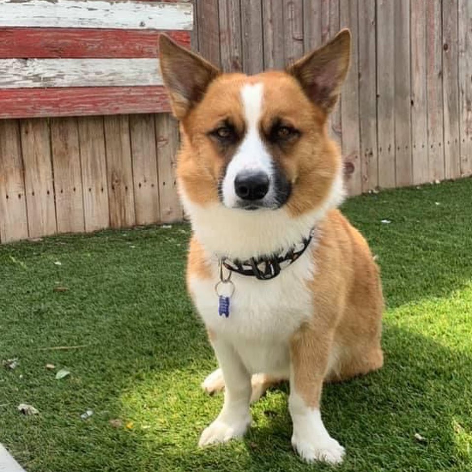 Conner is an approx. 3 y/o, 30# Corgi maybe mixed with Shepherd, or just an oversized Corgi. He could stand to gain a little weight but just a couple more pounds. He has a great temperament and is good with all dogs. He’s a fairly laid back fellow and is just starting to play with other dogs, but would love another dog who will play with him. A secure fenced in yard is REQUIRED for Conner plus an active family who isn’t gone long hours and will include him in their activities. Conner would not be a good fit for an apartment situation. Conner has not been tested with cats or kids but would likely do well with respectful children 8+. He’s potty trained but will need some gentle reminders that marking indoors is not appropriate; he gets better and better every day with learning this. He’s a gentleman and is good on the leash. He needs some coaxing to get into the kennel and settles after a bit but doesn’t love being in there very long and is not destructive if left out unattended. If you are interested in being considered to adopt Conner, the first step is to complete our meet and greet application at https://www.corgisandfriends.com/forms We require the application, home and reference check, and meet with all humans and pets in the home. Conner is recently neutered, utd on vaccs, chipped, and HW-. His adoption fee is $400 and we are not doing out of state adoptions. <a target='_blank' href='https://www.instagram.com/explore/tags/fosteringsaveslives/'>#fosteringsaveslives</a> 
.
.
.
.

<a target='_blank' href='https://www.instagram.com/explore/tags/foster/'>#foster</a> <a target='_blank' href='https://www.instagram.com/explore/tags/rescuedogsofinstagram/'>#rescuedogsofinstagram</a> <a target='_blank' href='https://www.instagram.com/explore/tags/rescuedog/'>#rescuedog</a> <a target='_blank' href='https://www.instagram.com/explore/tags/rescuedogsofinstagram/'>#rescuedogsofinstagram</a> <a target='_blank' href='https://www.instagram.com/explore/tags/rescuedismyfavoritebreed/'>#rescuedismyfavoritebreed</a> <a target='_blank' href='https://www.instagram.com/explore/tags/dog/'>#dog</a> <a target='_blank' href='https://www.instagram.com/explore/tags/dogsofinstagram/'>#dogsofinstagram</a> <a target='_blank' href='https://www.instagram.com/explore/tags/dogslife/'>#dogslife</a> <a target='_blank' href='https://www.instagram.com/explore/tags/coloradodogs/'>#coloradodogs</a> <a target='_blank' href='https://www.instagram.com/explore/tags/supportlocal/'>#supportlocal</a> <a target='_blank' href='https://www.instagram.com/explore/tags/followers/'>#followers</a> <a target='_blank' href='https://www.instagram.com/explore/tags/adorable/'>#adorable</a> <a target='_blank' href='https://www.instagram.com/explore/tags/mansbestfriend/'>#mansbestfriend</a> <a target='_blank' href='https://www.instagram.com/explore/tags/woof/'>#woof</a> <a target='_blank' href='https://www.instagram.com/explore/tags/adoptdontshop/'>#adoptdontshop</a>  <a target='_blank' href='https://www.instagram.com/explore/tags/dogoftheday/'>#dogoftheday</a> <a target='_blank' href='https://www.instagram.com/explore/tags/adopme/'>#adopme</a> <a target='_blank' href='https://www.instagram.com/explore/tags/share/'>#share</a> <a target='_blank' href='https://www.instagram.com/explore/tags/denver/'>#denver</a>  <a target='_blank' href='https://www.instagram.com/explore/tags/corgi/'>#corgi</a> <a target='_blank' href='https://www.instagram.com/explore/tags/corgisofinstagram/'>#corgisofinstagram</a> <a target='_blank' href='https://www.instagram.com/explore/tags/corgibutt/'>#corgibutt</a> <a target='_blank' href='https://www.instagram.com/explore/tags/corgipuppy/'>#corgipuppy</a> <a target='_blank' href='https://www.instagram.com/explore/tags/muttsofinstagram/'>#muttsofinstagram</a> <a target='_blank' href='https://www.instagram.com/explore/tags/pet/'>#pet</a> <a target='_blank' href='https://www.instagram.com/explore/tags/pets/'>#pets</a> <a target='_blank' href='https://www.instagram.com/explore/tags/petstagram/'>#petstagram</a> <a target='_blank' href='https://www.instagram.com/explore/tags/adorable/'>#adorable</a>  <a target='_blank' href='https://www.instagram.com/explore/tags/dogs/'>#dogs</a>