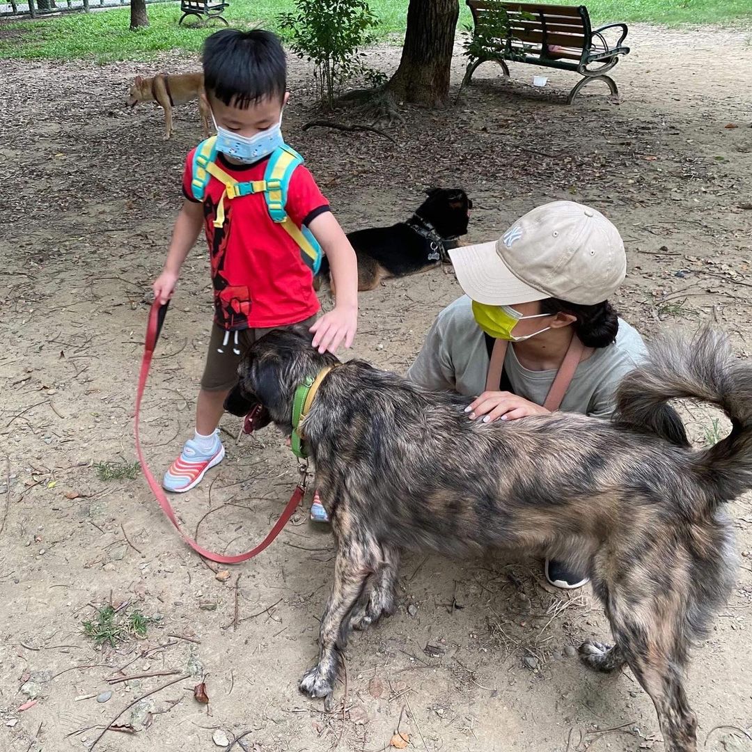 ⭐️ ADOPTED! 🏡 

Meet Kika! (NYC)
.
Quick Facts:
~2 years old
Female
64 lbs
FMD-Mix
✔️Good with other dogs
✔️Good with people and kids
✔️Good in cars
✔️Housebroken
✔️Vaccinated
✔️Microchipped
.
Kika was poorly treated and kept on a short-leash outside of the house by her previous owner. Despite not being loved, she didn't give up on people and still loves them! Kika is very friendly with people and dogs. She's playful, sweet, affectionate, smart, sensible, and goofy. She adapts to new environments fairly easily and is a quick learner. She loves all treats and toys, and will bring a toy to you at home to play or to cuddle. 
.
If you want to give Kika a second chance to be in a loving home, apply at 👉🏻 harasf.org/application
.
<a target='_blank' href='https://www.instagram.com/explore/tags/rescue/'>#rescue</a> <a target='_blank' href='https://www.instagram.com/explore/tags/rescuedog/'>#rescuedog</a> <a target='_blank' href='https://www.instagram.com/explore/tags/adoptme/'>#adoptme</a> <a target='_blank' href='https://www.instagram.com/explore/tags/adoptable/'>#adoptable</a> <a target='_blank' href='https://www.instagram.com/explore/tags/adopt/'>#adopt</a> <a target='_blank' href='https://www.instagram.com/explore/tags/adoptabledog/'>#adoptabledog</a> <a target='_blank' href='https://www.instagram.com/explore/tags/newyork/'>#newyork</a> <a target='_blank' href='https://www.instagram.com/explore/tags/nyc/'>#nyc</a> <a target='_blank' href='https://www.instagram.com/explore/tags/adoptabledogsinnyc/'>#adoptabledogsinnyc</a> <a target='_blank' href='https://www.instagram.com/explore/tags/FMD/'>#FMD</a> <a target='_blank' href='https://www.instagram.com/explore/tags/taiwandog/'>#taiwandog</a> <a target='_blank' href='https://www.instagram.com/explore/tags/formosanmountaindog/'>#formosanmountaindog</a>