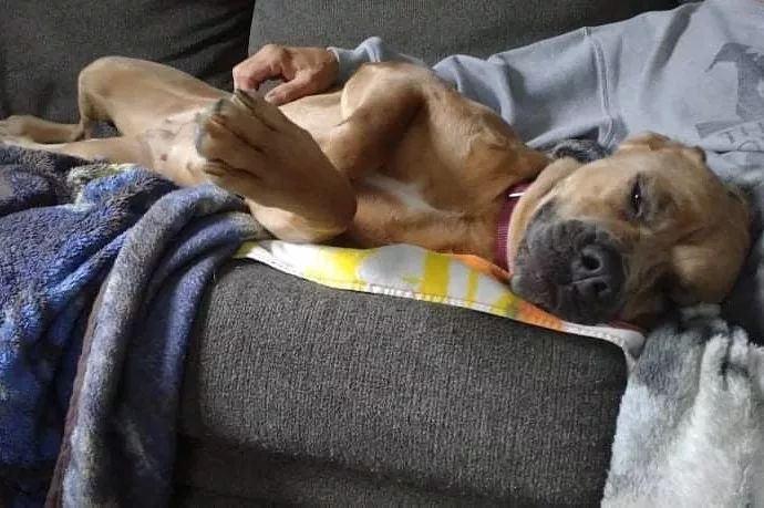 Here you can see 👀 a very tired 😴 and very comfy Bella falling asleep on her fosters lap.  She is a very sweet girl who will no doubt fit right in with her new furever home 🏡.
<a target='_blank' href='https://www.instagram.com/explore/tags/thebusterfoundation/'>#thebusterfoundation</a>
<a target='_blank' href='https://www.instagram.com/explore/tags/pitbull/'>#pitbull</a>
<a target='_blank' href='https://www.instagram.com/explore/tags/pitbullsofinstagram/'>#pitbullsofinstagram</a>
<a target='_blank' href='https://www.instagram.com/explore/tags/pitbulladvocate/'>#pitbulladvocate</a>
<a target='_blank' href='https://www.instagram.com/explore/tags/bullybreed/'>#bullybreed</a>
<a target='_blank' href='https://www.instagram.com/explore/tags/dontbullymybreed/'>#dontbullymybreed</a>
<a target='_blank' href='https://www.instagram.com/explore/tags/rescuedog/'>#rescuedog</a>
<a target='_blank' href='https://www.instagram.com/explore/tags/rescueismyfavoritebreed/'>#rescueismyfavoritebreed</a>
<a target='_blank' href='https://www.instagram.com/explore/tags/detroitrescuedogs/'>#detroitrescuedogs</a>