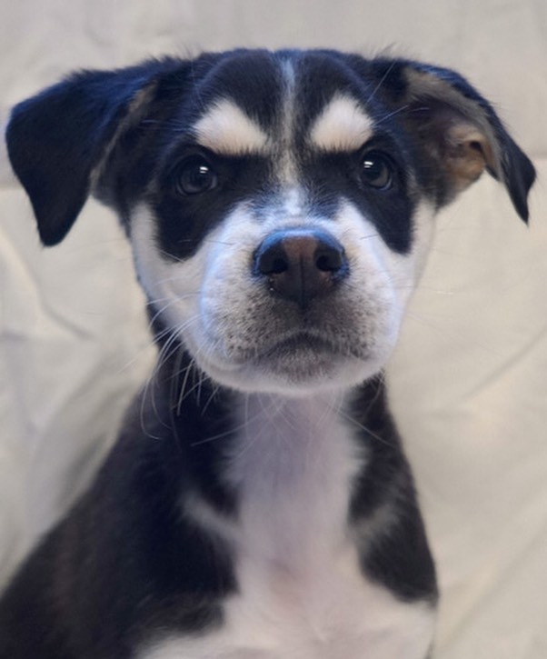 Puppies available tomorrow!

Zero, Jack Skellington and Pumpkin are ready for loving homes 😊🐾❤️
These 9 week-old puppies are available tomorrow at 11 am! 

For more info, 760.753.6413/info@sdpets.org. Or come see them between 11 am and 2 pm Friday through Monday. 

<a target='_blank' href='https://www.instagram.com/explore/tags/adoptablepuppies/'>#adoptablepuppies</a> <a target='_blank' href='https://www.instagram.com/explore/tags/puppies/'>#puppies</a> <a target='_blank' href='https://www.instagram.com/explore/tags/rescuepuppies/'>#rescuepuppies</a> <a target='_blank' href='https://www.instagram.com/explore/tags/adoptdontshop/'>#adoptdontshop</a> <a target='_blank' href='https://www.instagram.com/explore/tags/puppiesmakemehappy/'>#puppiesmakemehappy</a>