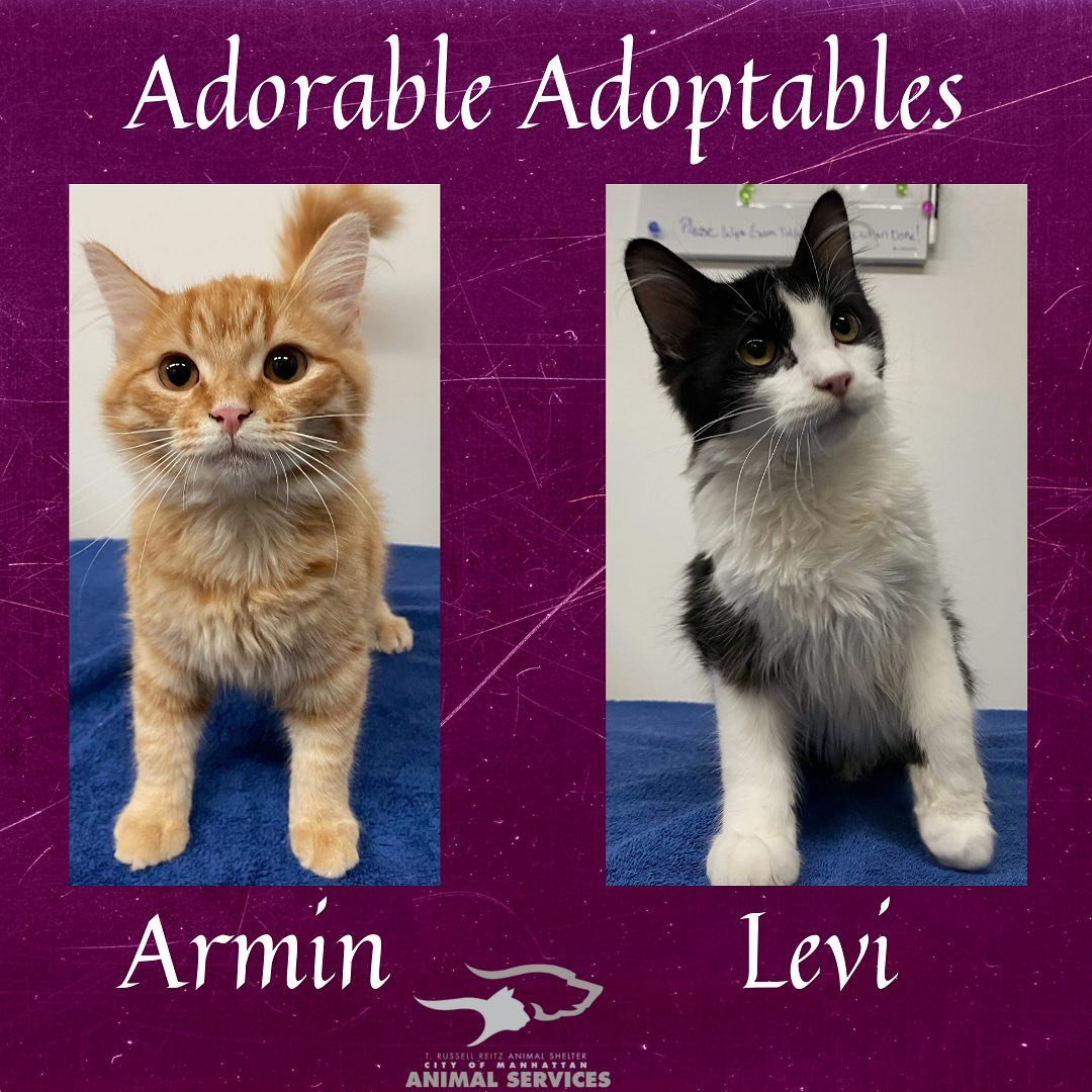 We have lots of new cats/kittens that are now available for adoption! Here are just a few of the adorable adoptable animals here at T. Russell Reitz! If you are interested in adopting, we are open Monday-Saturday, 1-5pm and would be more than happy to help you find your new best friend! You can find the rest of our adoptable pets at https://www.petfinder.com/search/pets-for-adoption/?shelter_id%5B0%5D=KS03&sort%5B0%5D=recently_added! If you have any questions, please feel free to give us a call at 785-587-2783.