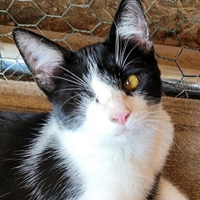 💫Adoption Opportunity💫 

Meet the adorable bookend aka pirate kittens.  Ry and Cooder are brothers who came to us along with three other siblings and their sweet mother (all adopted) when the Stockton Animal Shelter reached out for help.  The whole litter had a severe upper respiratory infection and untreated eye infections that caused three of the kittens to suffer ruptured eyes which required removal. Ry and Cooder were two of the three kittens who sadly lost an eye… fortunately for the boys, their remainining eyes are healthy with normal vision.  Despite their rough start, the kittens are playful and happy. They are dog like in their affection for humans and have such great energy. Because Ry has a guitar pick shape on his shoulder, the boys were named after the famous guitar player, “Ry Cooder”, who ironically also had vision in only one eye. These bonded boys bring entertainment, love, and laughter wherever they go. Our wonderful foster family took in these little cubs and provided them with life saving medications and treated them with care. The boy’s mother did an excellent job raising them and was a loving mother. The kittens were all so precious and wonderful. Ry and Cooder are the remaining pair ready to venture out and find a family of their own. We think Ry and Cooder will be fine with cat friendly dogs and children who are respectful and gentle with a proper adjustment period of course. If you think you can take Ry and Cooder from trash to treasure, and provide them with an indoor only life, please submit an application at www.secondchancekitty.org. 

<a target='_blank' href='https://www.instagram.com/explore/tags/sck/'>#sck</a> <a target='_blank' href='https://www.instagram.com/explore/tags/bondedpair/'>#bondedpair</a> <a target='_blank' href='https://www.instagram.com/explore/tags/bookends/'>#bookends</a> <a target='_blank' href='https://www.instagram.com/explore/tags/pirates/'>#pirates</a> <a target='_blank' href='https://www.instagram.com/explore/tags/survivor/'>#survivor</a> <a target='_blank' href='https://www.instagram.com/explore/tags/brothers/'>#brothers</a> <a target='_blank' href='https://www.instagram.com/explore/tags/adoptables/'>#adoptables</a>