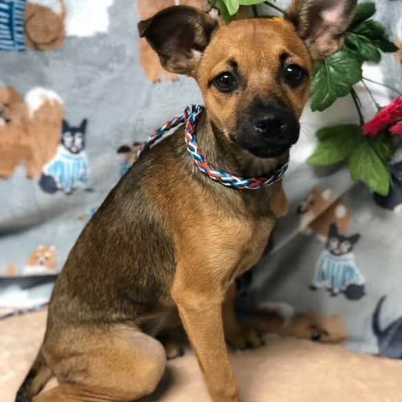 This is adorable BB. Short for Brigitte Bardot because of her long legs. She is about 6-7 months old. Loves to play and cuddle and gives sweet kisses. She is with her pal Gizmo. They love each other a lot!