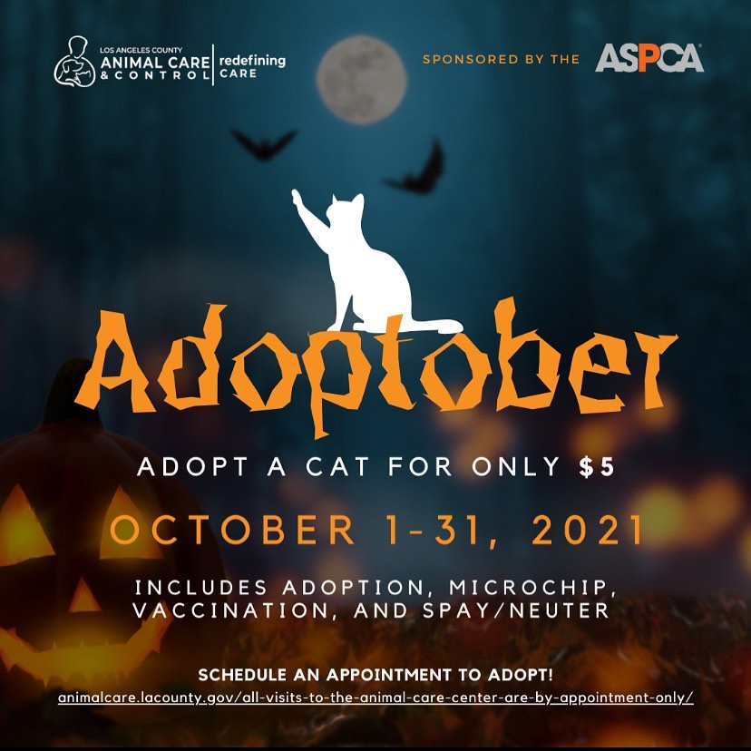 For the month of October, cat adoption fees will be reduced to $5 (adoption, microchip, spay/neuter, and vaccinations included). <a target='_blank' href='https://www.instagram.com/explore/tags/adoptdontshop/'>#adoptdontshop</a> <a target='_blank' href='https://www.instagram.com/explore/tags/adoptober/'>#adoptober</a> <a target='_blank' href='https://www.instagram.com/explore/tags/catsofinstagram/'>#catsofinstagram</a> <a target='_blank' href='https://www.instagram.com/explore/tags/blackcatsofinstagram/'>#blackcatsofinstagram</a>