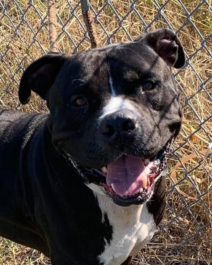 Meet CUBAN!!!!
 This beautiful 80 pound guy was wandering around the streets of Texas. 
  He is super sweet. Has had all his shots, is neutered and he tested HW-!
 Very affectionate. No aggression seen with other dogs .  Is not good with cats!

https://form.jotform.com/Pulledfromthepits/AdoptaPit