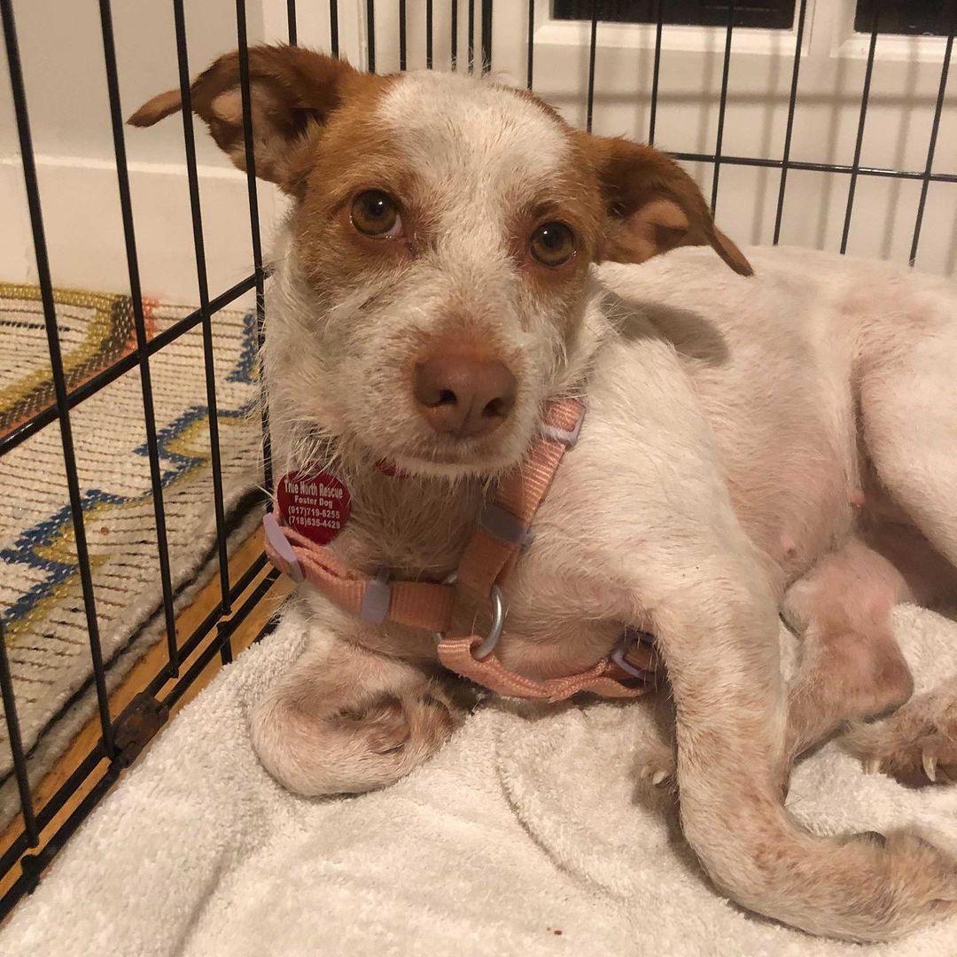 MEET GEORGIA🍑

That’s super sweet two year old small terrier mix is looking for her forever family. 
From her foster mom:

