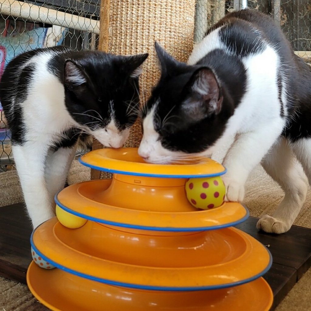 💫Adoption Opportunity💫 

Meet the adorable bookend aka pirate kittens.  Ry and Cooder are brothers who came to us along with three other siblings and their sweet mother (all adopted) when the Stockton Animal Shelter reached out for help.  The whole litter had a severe upper respiratory infection and untreated eye infections that caused three of the kittens to suffer ruptured eyes which required removal. Ry and Cooder were two of the three kittens who sadly lost an eye… fortunately for the boys, their remainining eyes are healthy with normal vision.  Despite their rough start, the kittens are playful and happy. They are dog like in their affection for humans and have such great energy. Because Ry has a guitar pick shape on his shoulder, the boys were named after the famous guitar player, “Ry Cooder”, who ironically also had vision in only one eye. These bonded boys bring entertainment, love, and laughter wherever they go. Our wonderful foster family took in these little cubs and provided them with life saving medications and treated them with care. The boy’s mother did an excellent job raising them and was a loving mother. The kittens were all so precious and wonderful. Ry and Cooder are the remaining pair ready to venture out and find a family of their own. We think Ry and Cooder will be fine with cat friendly dogs and children who are respectful and gentle with a proper adjustment period of course. If you think you can take Ry and Cooder from trash to treasure, and provide them with an indoor only life, please submit an application at www.secondchancekitty.org. 

<a target='_blank' href='https://www.instagram.com/explore/tags/sck/'>#sck</a> <a target='_blank' href='https://www.instagram.com/explore/tags/bondedpair/'>#bondedpair</a> <a target='_blank' href='https://www.instagram.com/explore/tags/bookends/'>#bookends</a> <a target='_blank' href='https://www.instagram.com/explore/tags/pirates/'>#pirates</a> <a target='_blank' href='https://www.instagram.com/explore/tags/survivor/'>#survivor</a> <a target='_blank' href='https://www.instagram.com/explore/tags/brothers/'>#brothers</a> <a target='_blank' href='https://www.instagram.com/explore/tags/adoptables/'>#adoptables</a>