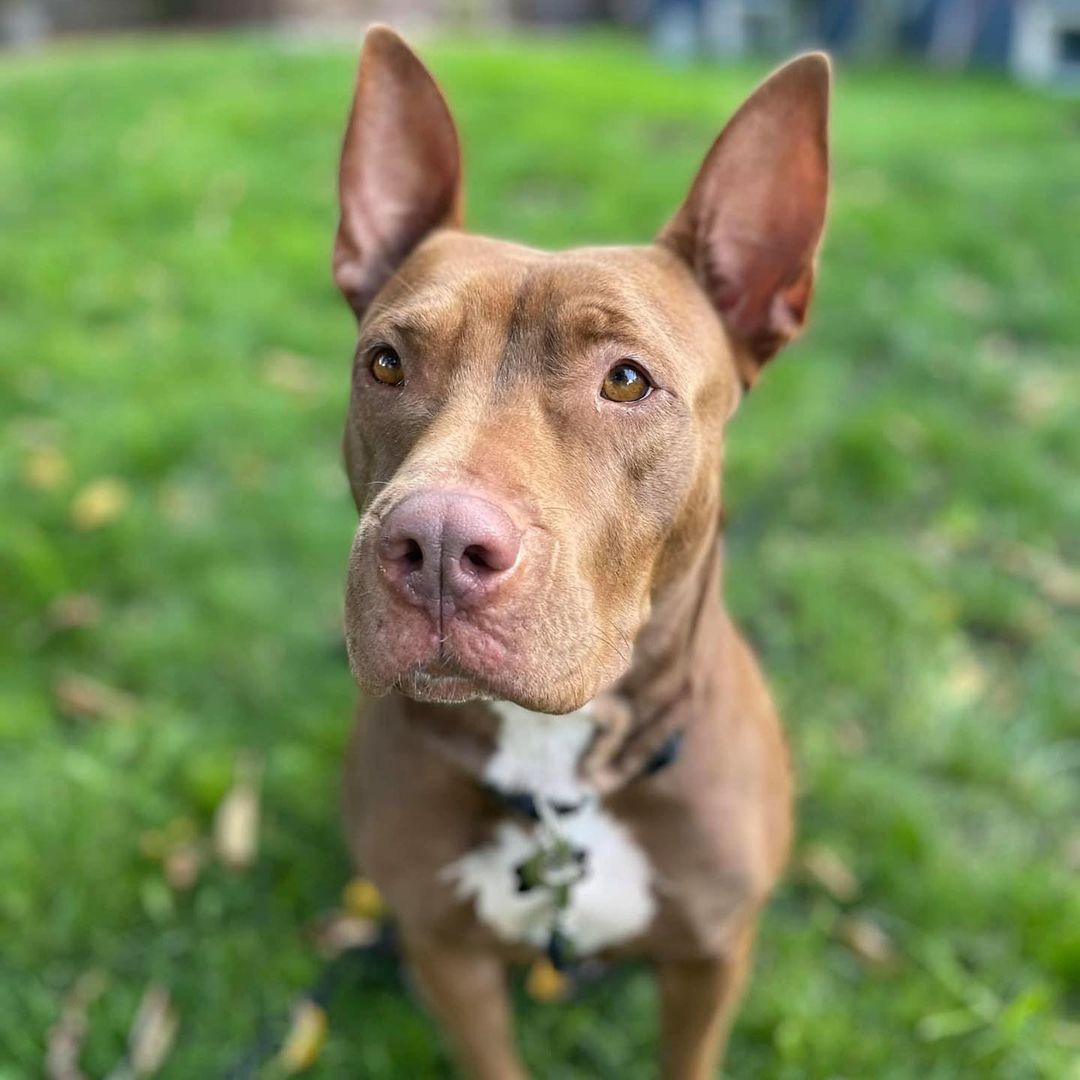 Beautiful Xena is a recent arrival from Texas. She’s a 2.5 year old bully breed mix that is house trained, crate trained, and she’s friendly with people and dogs. Xena is working on her leash manners, and she’s food motivated and eager to please. For more info, check out her profile on our website!