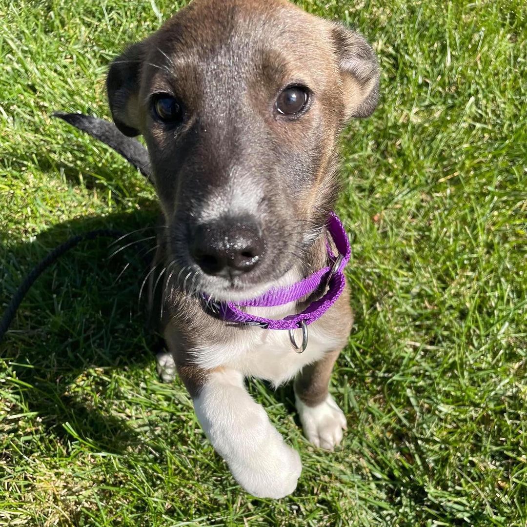 🌝✨🌝✨🌝✨🌝✨🌝✨🌝✨🌝✨
Hey little handsome man! Sweet boy Moondust has the cutest “socks” and the best personality. We can’t believe he hasn’t been adopted yet! He is doing so well in his foster home, and is ready to find his forever people. Here’s what his foster mama has to say:

“Moondust is a 12ish week mixed breed puppy. He is so sweet and cuddly but also loves to explore and smell new things! He is 90% house trained and has made massive progress in the past week. He sleeps in his crate at night for 7-8 hours and during the day for naps! His favorite toys are anything fluffy. He is patiently waiting for his forever home and forever parents!!”

He sounds just about perfect to us. Fill out an app and meet this good looking little pup before he’s scooped up! 🌝✨🌝✨🌝

<a target='_blank' href='https://www.instagram.com/explore/tags/adoptme/'>#adoptme</a> <a target='_blank' href='https://www.instagram.com/explore/tags/puppy/'>#puppy</a> <a target='_blank' href='https://www.instagram.com/explore/tags/rescuedog/'>#rescuedog</a> <a target='_blank' href='https://www.instagram.com/explore/tags/rescuepuppy/'>#rescuepuppy</a> <a target='_blank' href='https://www.instagram.com/explore/tags/dogsofstl/'>#dogsofstl</a> <a target='_blank' href='https://www.instagram.com/explore/tags/socks/'>#socks</a> <a target='_blank' href='https://www.instagram.com/explore/tags/moondust/'>#moondust</a> <a target='_blank' href='https://www.instagram.com/explore/tags/dogsofstlouis/'>#dogsofstlouis</a> <a target='_blank' href='https://www.instagram.com/explore/tags/pickme/'>#pickme</a> <a target='_blank' href='https://www.instagram.com/explore/tags/socute/'>#socute</a> <a target='_blank' href='https://www.instagram.com/explore/tags/homefortheholidays/'>#homefortheholidays</a> <a target='_blank' href='https://www.instagram.com/explore/tags/adoptdontshop/'>#adoptdontshop</a> <a target='_blank' href='https://www.instagram.com/explore/tags/fosteringsaveslives/'>#fosteringsaveslives</a>