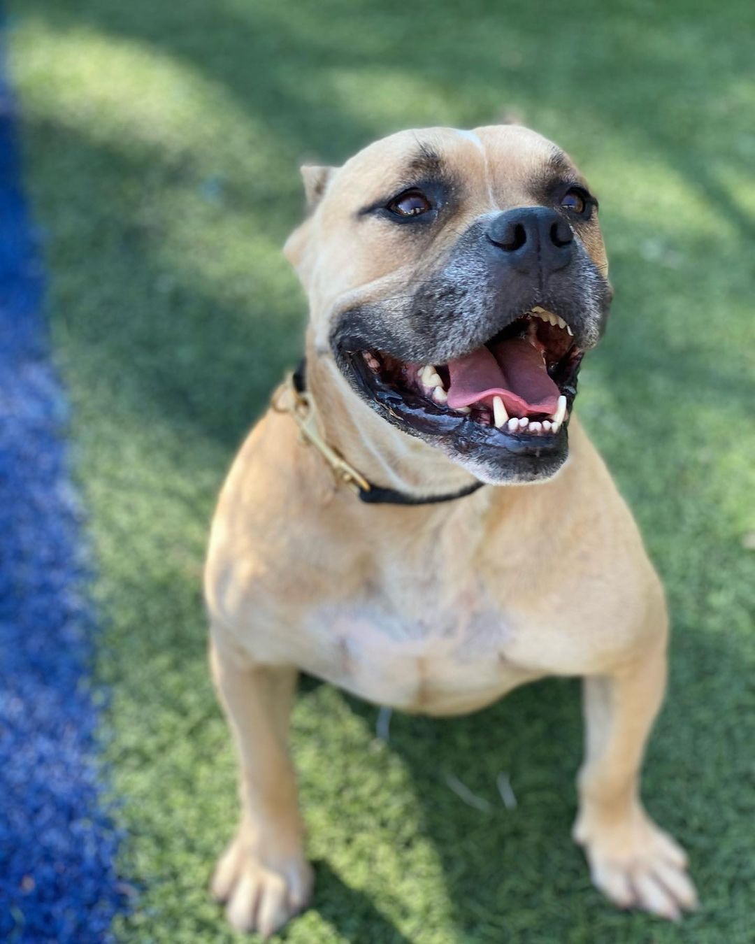 JAX!!! He’s waiting for his human! Jax is 4-5 years old! Super laid back! Learning his commands! Good with kids! He would like a comfy bed and loving heart soon. PLEASE SHARE JAX ❤️🐾
