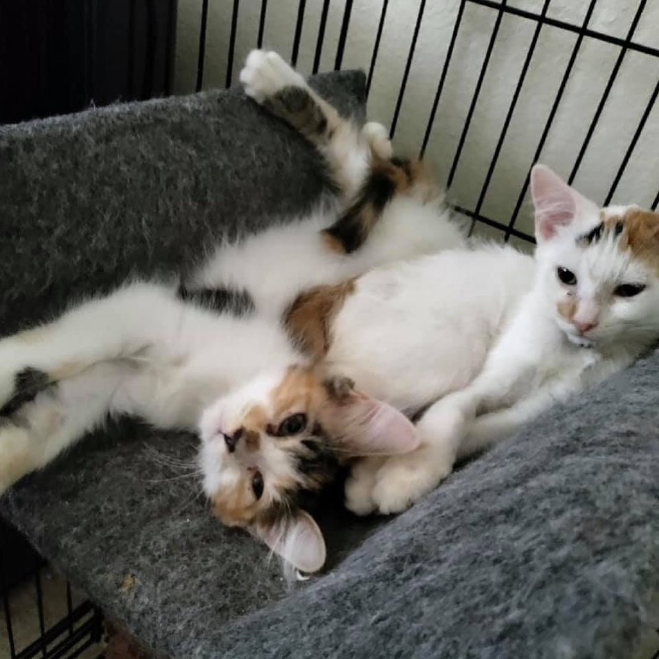 This is Lisa, spot, and Marge. They’re adorable kittens about 5 months old. Mama is a young cat 1-2 years old.  They’ve been waiting for a home for so long. 😢

They’re friendly and very playful. They’ve been raised with a really good foster and are used to people. Marge loves sleeping on skateboards! 😂 The kittens can go together or separate but really enjoy playing together. 
Mama, Marge is easy going but not happy with dogs. They are ready for adoption through Act 2 Rescue. 
For more information, please email

Act2rescue@gmail.com 

Application, home visit, adoption fee will be part of the adoption process.  All shots, chip and neuter is covered by the adoption fee.  <a target='_blank' href='https://www.instagram.com/explore/tags/adoptdontshop/'>#adoptdontshop</a> <a target='_blank' href='https://www.instagram.com/explore/tags/fosteringsaveslives/'>#fosteringsaveslives</a>