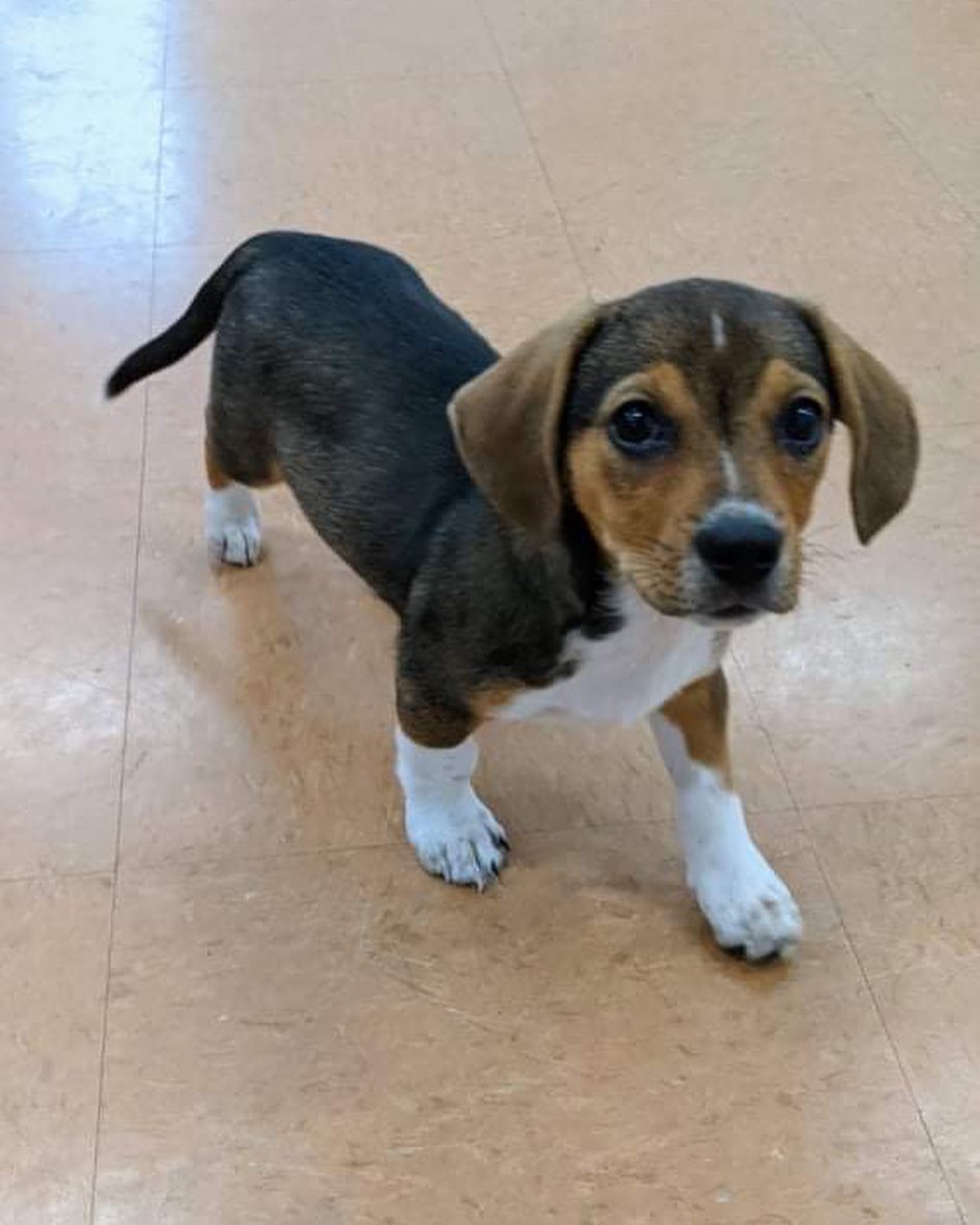 ⭐️ We are no longer accepting applications for Louie ⭐️ 

Louie is leaping into the weekend!!! 🐾

This adorable little guy is an 9 week old Beagle x Doxie! He’s 7 lbs and looking for his forever home. 🐶 Adopters will need to be in the Charlotte area. If you’re interested in meeting Louie, head to our website and fill out an application! ✨