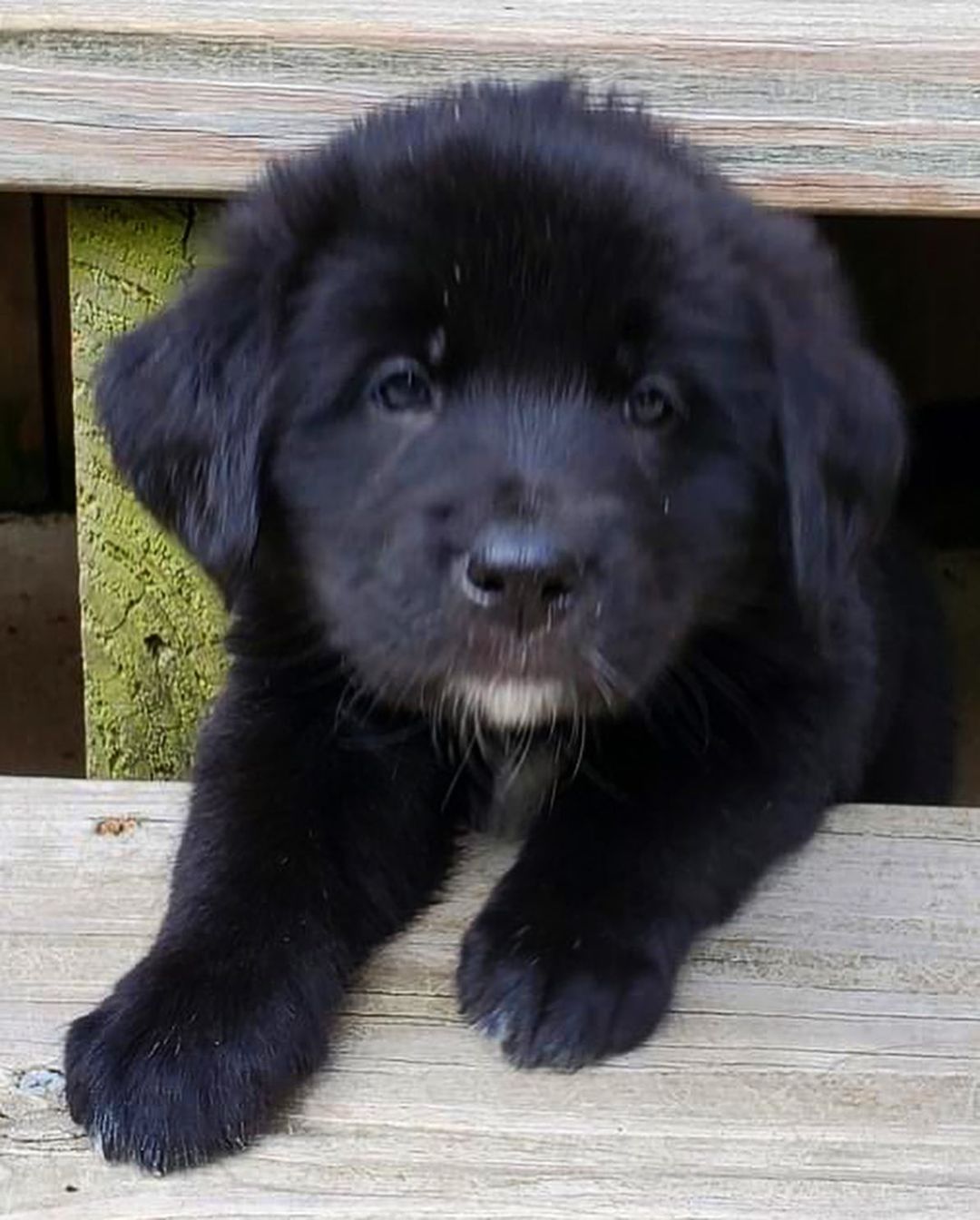 Happy National Black Dog Day from the B Pup Litter!! 🐾🖤🐾🖤

For more information about adopting these cuties or any other OPH dogs,  check out the link in our bio.

<a target='_blank' href='https://www.instagram.com/explore/tags/rescuepuppy/'>#rescuepuppy</a> <a target='_blank' href='https://www.instagram.com/explore/tags/puppiesofinstagram/'>#puppiesofinstagram</a> <a target='_blank' href='https://www.instagram.com/explore/tags/puppy/'>#puppy</a> <a target='_blank' href='https://www.instagram.com/explore/tags/puppies/'>#puppies</a> <a target='_blank' href='https://www.instagram.com/explore/tags/puppylove/'>#puppylove</a> <a target='_blank' href='https://www.instagram.com/explore/tags/puppylovers/'>#puppylovers</a> <a target='_blank' href='https://www.instagram.com/explore/tags/adoptabledog/'>#adoptabledog</a> <a target='_blank' href='https://www.instagram.com/explore/tags/adoptdontshop/'>#adoptdontshop</a> <a target='_blank' href='https://www.instagram.com/explore/tags/opttoadopt/'>#opttoadopt</a> <a target='_blank' href='https://www.instagram.com/explore/tags/ophrescue/'>#ophrescue</a> <a target='_blank' href='https://www.instagram.com/explore/tags/savedogs/'>#savedogs</a> <a target='_blank' href='https://www.instagram.com/explore/tags/dogrescue/'>#dogrescue</a> <a target='_blank' href='https://www.instagram.com/explore/tags/rescuedogs/'>#rescuedogs</a> <a target='_blank' href='https://www.instagram.com/explore/tags/mustlovedogs/'>#mustlovedogs</a> <a target='_blank' href='https://www.instagram.com/explore/tags/rescuedismyfavoritebreed/'>#rescuedismyfavoritebreed</a> <a target='_blank' href='https://www.instagram.com/explore/tags/blackdog/'>#blackdog</a>