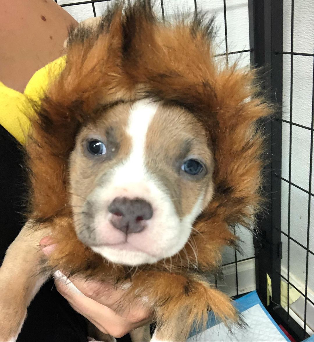 It’s been a long time since we’ve had puppies at Halloween!!! 🎃😂🦁 <a target='_blank' href='https://www.instagram.com/explore/tags/bombshell/'>#bombshell</a> <a target='_blank' href='https://www.instagram.com/explore/tags/bullies/'>#bullies</a> <a target='_blank' href='https://www.instagram.com/explore/tags/pitbull/'>#pitbull</a> <a target='_blank' href='https://www.instagram.com/explore/tags/rescue/'>#rescue</a> <a target='_blank' href='https://www.instagram.com/explore/tags/adoptdontshop/'>#adoptdontshop</a> <a target='_blank' href='https://www.instagram.com/explore/tags/pitbullpuppies/'>#pitbullpuppies</a> <a target='_blank' href='https://www.instagram.com/explore/tags/littlelion/'>#littlelion</a> <a target='_blank' href='https://www.instagram.com/explore/tags/pitbullsofinstagram/'>#pitbullsofinstagram</a> <a target='_blank' href='https://www.instagram.com/explore/tags/pittiesofinstagram/'>#pittiesofinstagram</a> <a target='_blank' href='https://www.instagram.com/explore/tags/spreadtherumer/'>#spreadtherumer</a>