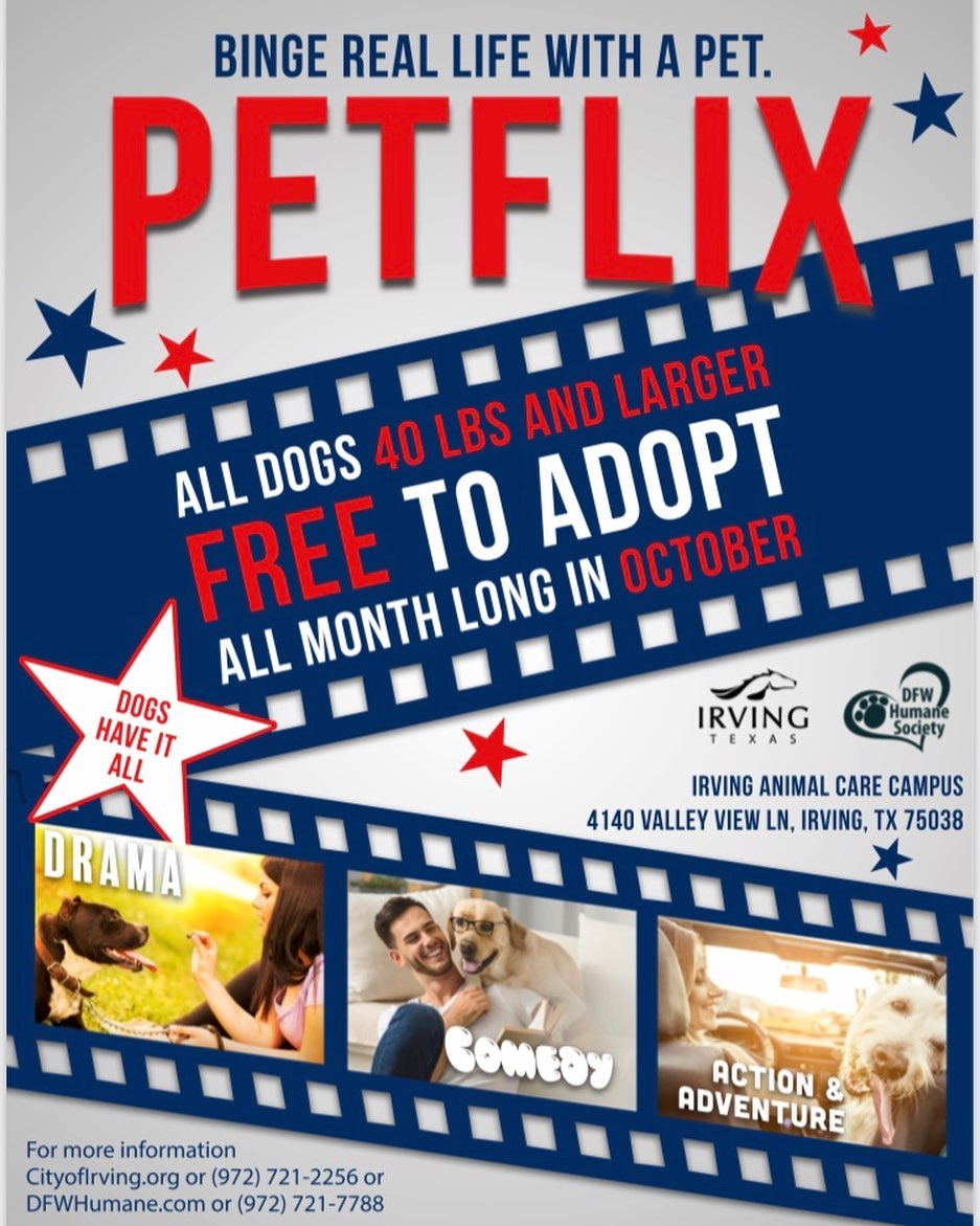 Ready to binge watch all of your favorite shows with a big dog? During the month of October, all dogs 40 pounds and up are free to adopt.
Visit https://www.cityofirving.org/2086/Adopt to see dogs available for adoption.