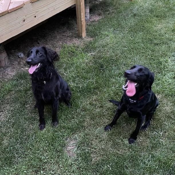 HAPPY TAILS UPDATE: Former WTLI alumnus Jill and Sabrina have a playdate 1 year post adoption! 
Thank you Geoff for sharing! How beautiful are these lovely ladies!?!?
