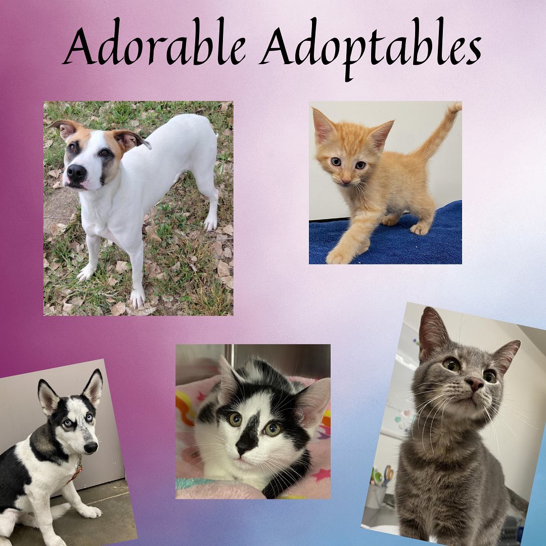 Here are just a few of the adorable adoptable animals here at T. Russell Reitz! If you are interested in adopting, we are open Monday-Saturday, 1-5pm and would be more than happy to help you find your new best friend! You can find the rest of our adoptable pets at https://www.petfinder.com/search/pets-for-adoption/?shelter_id%5B0%5D=KS03&sort%5B0%5D=recently_added! If you have any questions, please feel free to give us a call at 785-587-2783.