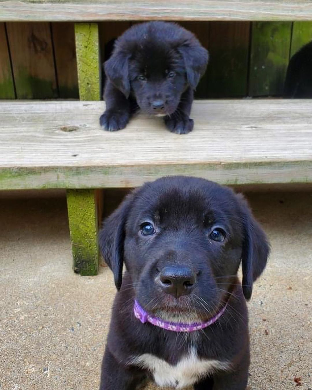 Happy National Black Dog Day from the B Pup Litter!! 🐾🖤🐾🖤

For more information about adopting these cuties or any other OPH dogs,  check out the link in our bio.

<a target='_blank' href='https://www.instagram.com/explore/tags/rescuepuppy/'>#rescuepuppy</a> <a target='_blank' href='https://www.instagram.com/explore/tags/puppiesofinstagram/'>#puppiesofinstagram</a> <a target='_blank' href='https://www.instagram.com/explore/tags/puppy/'>#puppy</a> <a target='_blank' href='https://www.instagram.com/explore/tags/puppies/'>#puppies</a> <a target='_blank' href='https://www.instagram.com/explore/tags/puppylove/'>#puppylove</a> <a target='_blank' href='https://www.instagram.com/explore/tags/puppylovers/'>#puppylovers</a> <a target='_blank' href='https://www.instagram.com/explore/tags/adoptabledog/'>#adoptabledog</a> <a target='_blank' href='https://www.instagram.com/explore/tags/adoptdontshop/'>#adoptdontshop</a> <a target='_blank' href='https://www.instagram.com/explore/tags/opttoadopt/'>#opttoadopt</a> <a target='_blank' href='https://www.instagram.com/explore/tags/ophrescue/'>#ophrescue</a> <a target='_blank' href='https://www.instagram.com/explore/tags/savedogs/'>#savedogs</a> <a target='_blank' href='https://www.instagram.com/explore/tags/dogrescue/'>#dogrescue</a> <a target='_blank' href='https://www.instagram.com/explore/tags/rescuedogs/'>#rescuedogs</a> <a target='_blank' href='https://www.instagram.com/explore/tags/mustlovedogs/'>#mustlovedogs</a> <a target='_blank' href='https://www.instagram.com/explore/tags/rescuedismyfavoritebreed/'>#rescuedismyfavoritebreed</a> <a target='_blank' href='https://www.instagram.com/explore/tags/blackdog/'>#blackdog</a>