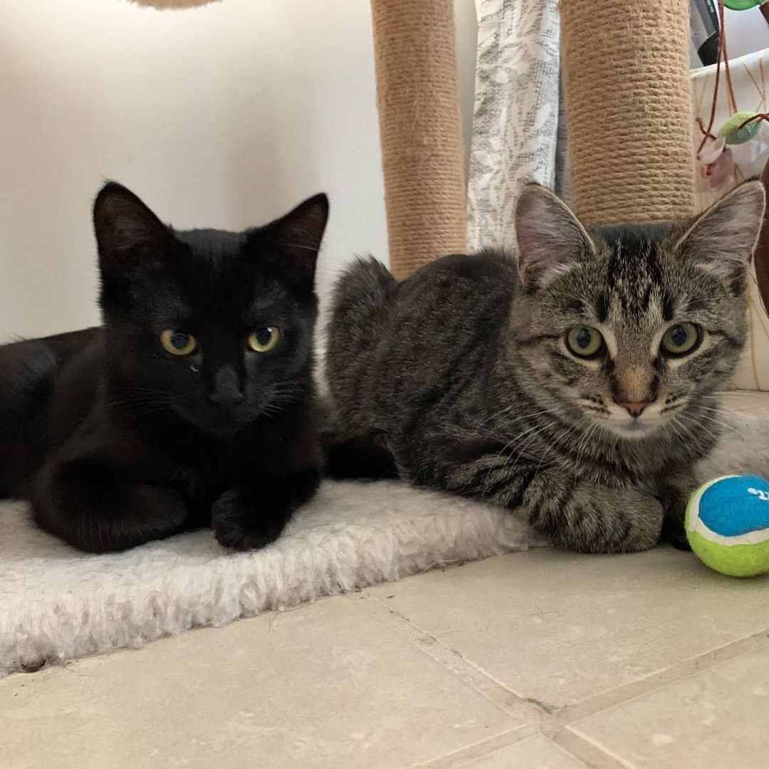 💭Thinking about adding a pet to your family? Join us this weekend!
Meet & Greet with our adoptable <a target='_blank' href='https://www.instagram.com/explore/tags/deCATurFosters/'>#deCATurFosters</a> 🐱

🗓 Saturday, October 16
🕚 11:00am - 2:00pm
📍 3725 E William St Rd Decatur

Visit yoga4cats.com/adopt to learn more about our adoption process and get pre-approved! 🐾💖

<a target='_blank' href='https://www.instagram.com/explore/tags/adoptdontshop/'>#adoptdontshop</a> <a target='_blank' href='https://www.instagram.com/explore/tags/cat/'>#cat</a> <a target='_blank' href='https://www.instagram.com/explore/tags/catlovers/'>#catlovers</a>