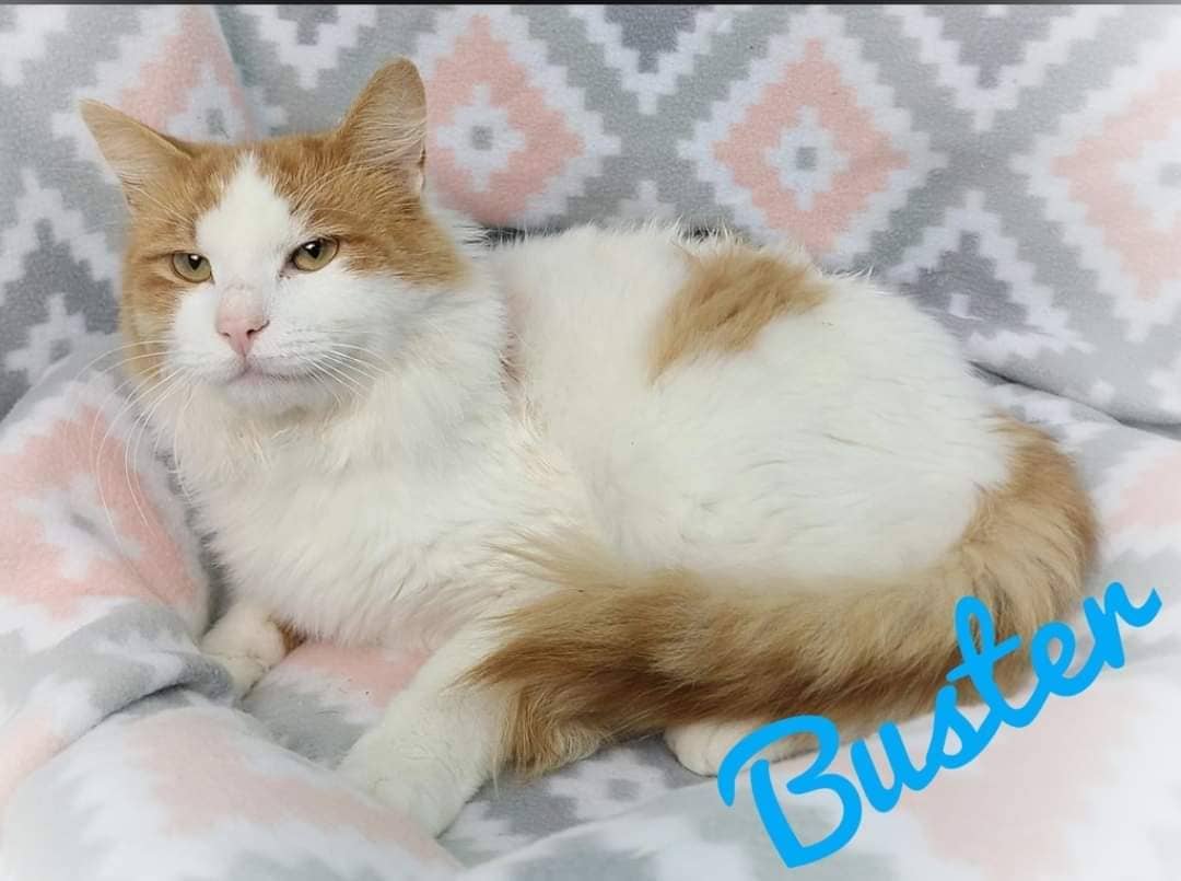 Happy Friday! Buster and all of his other feline friends will be waiting for their special someone to come and adopt them tomorrow. 😻