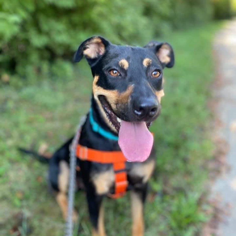 Harley is a 3 year old shepherd- Rottweiler mix. This goofy boy is around 45 pounds. He has mastered the “down” command and his leash was liking has greatly improved. He is a very intelligent dog and sometimes thinks he’s still a lap dog! He loves to give kisses. He would do best with a fenced in yard. For more info on Harley, click the link in our bio <a target='_blank' href='https://www.instagram.com/explore/tags/adopt/'>#adopt</a> <a target='_blank' href='https://www.instagram.com/explore/tags/staf/'>#staf</a> <a target='_blank' href='https://www.instagram.com/explore/tags/rescuedog/'>#rescuedog</a> <a target='_blank' href='https://www.instagram.com/explore/tags/lovablepup/'>#lovablepup</a> <a target='_blank' href='https://www.instagram.com/explore/tags/dogsofcincy/'>#dogsofcincy</a> <a target='_blank' href='https://www.instagram.com/explore/tags/dogsofinstagram/'>#dogsofinstagram</a> <a target='_blank' href='https://www.instagram.com/explore/tags/adoptme/'>#adoptme</a>