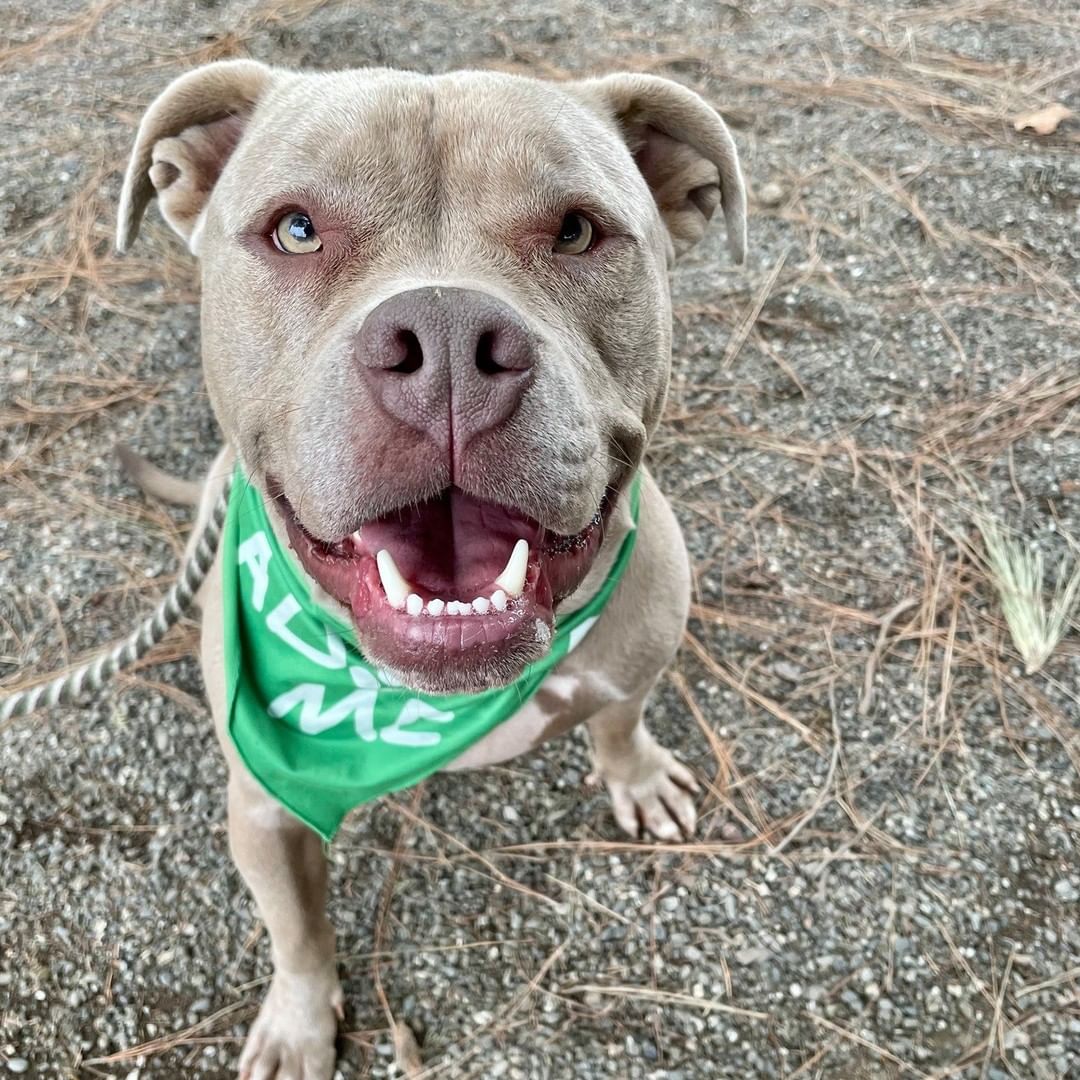 *** I will close my eyes and make a wish for my forever home, says Joey.***
HI! My name is Joey! 🥰I am a handsome 2-year-old Pitbull mix. I love my toys and will entertain myself for hours. I love water as well!
I am smart, energetic, and always on the lookout for a bit of entertainment!  I am very food motivated and you will love taking me to training classes and seeing me blossom. I' d love a new home with no children because I can be a bit rambunctious, but I could possibly live with another dog if it’s the right match. I would make a great jogging or hiking buddy!

Joey is waiting for an owner who will teach him to be a family dog with great manners! To schedule a meet and greet, please fill out the inquiry form here: https://form.jotform.com/211185927125051.
<a target='_blank' href='https://www.instagram.com/explore/tags/adopt/'>#adopt</a> <a target='_blank' href='https://www.instagram.com/explore/tags/ycasca/'>#ycasca</a> <a target='_blank' href='https://www.instagram.com/explore/tags/ycascares/'>#ycascares</a> <a target='_blank' href='https://www.instagram.com/explore/tags/ycasfriends/'>#ycasfriends</a> <a target='_blank' href='https://www.instagram.com/explore/tags/yolocountyanimalshelter/'>#yolocountyanimalshelter</a> <a target='_blank' href='https://www.instagram.com/explore/tags/yolocountyanimalservices/'>#yolocountyanimalservices</a> <a target='_blank' href='https://www.instagram.com/explore/tags/yolo/'>#yolo</a> <a target='_blank' href='https://www.instagram.com/explore/tags/yolocounty/'>#yolocounty</a> <a target='_blank' href='https://www.instagram.com/explore/tags/Pitbull/'>#Pitbull</a> <a target='_blank' href='https://www.instagram.com/explore/tags/pitbullofig/'>#pitbullofig</a> <a target='_blank' href='https://www.instagram.com/explore/tags/davisca/'>#davisca</a> <a target='_blank' href='https://www.instagram.com/explore/tags/daviscali/'>#daviscali</a> <a target='_blank' href='https://www.instagram.com/explore/tags/Sacramento365/'>#Sacramento365</a> <a target='_blank' href='https://www.instagram.com/explore/tags/sacramentocalifornia/'>#sacramentocalifornia</a> <a target='_blank' href='https://www.instagram.com/explore/tags/WestSacramento/'>#WestSacramento</a> <a target='_blank' href='https://www.instagram.com/explore/tags/WestSacramento/'>#WestSacramento</a> <a target='_blank' href='https://www.instagram.com/explore/tags/westsacfun/'>#westsacfun</a> <a target='_blank' href='https://www.instagram.com/explore/tags/westsac/'>#westsac</a>  <a target='_blank' href='https://www.instagram.com/explore/tags/doggy/'>#doggy</a> <a target='_blank' href='https://www.instagram.com/explore/tags/doggo/'>#doggo</a> <a target='_blank' href='https://www.instagram.com/explore/tags/pitmixlove/'>#pitmixlove</a> <a target='_blank' href='https://www.instagram.com/explore/tags/pitmixrescue/'>#pitmixrescue</a> <a target='_blank' href='https://www.instagram.com/explore/tags/closemyeyesandmakeawish/'>#closemyeyesandmakeawish</a> <a target='_blank' href='https://www.instagram.com/explore/tags/makeawish/'>#makeawish</a> <a target='_blank' href='https://www.instagram.com/explore/tags/foreverhome/'>#foreverhome</a> <a target='_blank' href='https://www.instagram.com/explore/tags/lookingforafureverhome/'>#lookingforafureverhome</a>