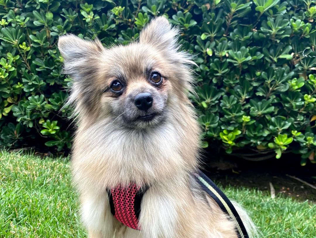 bernadette!!👻 this little girl is seriously so sweet and a great companion to take on outings! Learn more about Bernadette and submit an adoption application on our website at www.ocpomrescue.com or click the link in our bio!!✨
•
•
•
🐶If you live in the Southern California area and would like to ADOPT a dog from our website/page, fill out an adoption form on our website, www.ocpomrescue.com!

💕If you want to DONATE to us, click the link in our bio!

♡If you would like to FOSTER with us, follow the link in our bio!!

All animals adopted will be spayed/neutered, microchipped, and vaccinated.

🏡Home checks are required. (virtual, emailed to info@ocpomrescue.com)

Adopt me, or share with a friend!!❣️