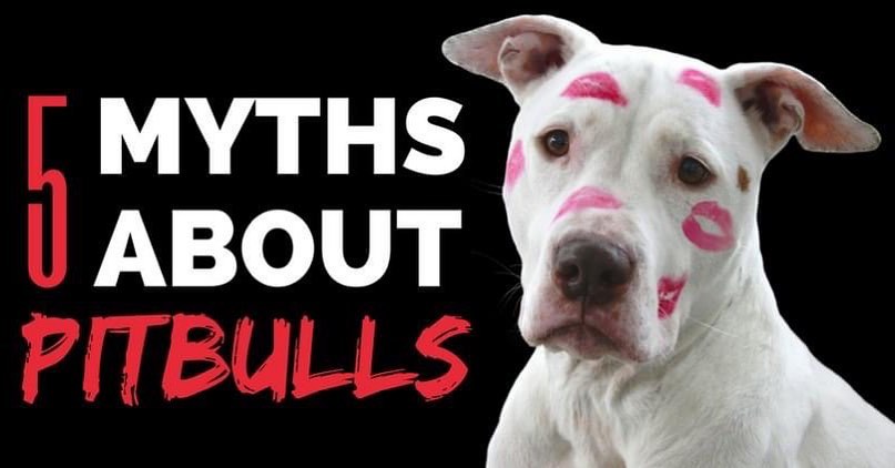 October is Pit Bull Awareness Month.  What you think you know about these dogs, may in fact be inaccurate.  Did you know that 