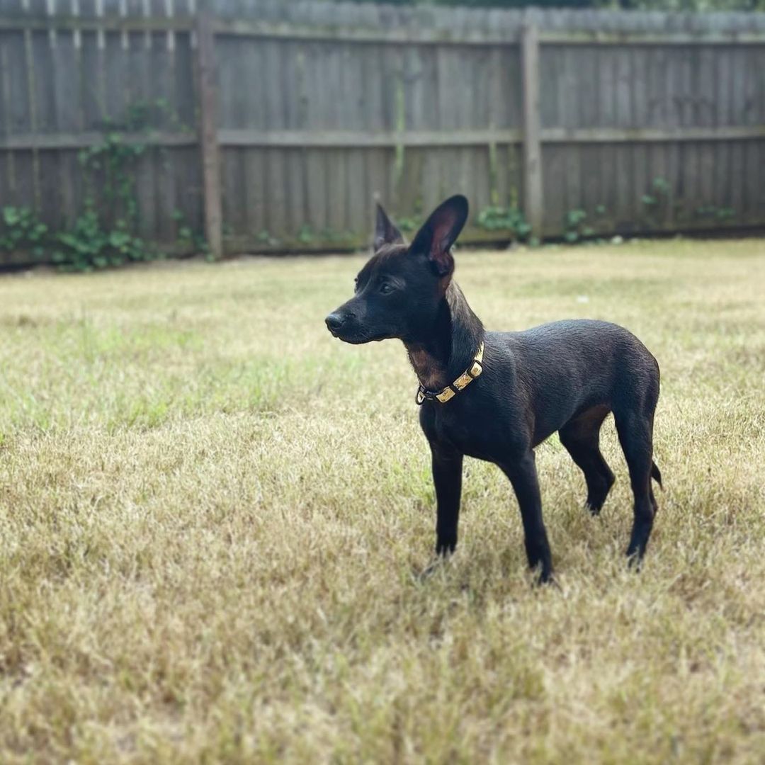 🖤Happy National Black Dog Day from Bellatrix!🖤 <a target='_blank' href='https://www.instagram.com/explore/tags/nationalblackdogday/'>#nationalblackdogday</a> <a target='_blank' href='https://www.instagram.com/explore/tags/adopt/'>#adopt</a> <a target='_blank' href='https://www.instagram.com/explore/tags/adoption/'>#adoption</a> <a target='_blank' href='https://www.instagram.com/explore/tags/adoptdontshop/'>#adoptdontshop</a> <a target='_blank' href='https://www.instagram.com/explore/tags/adoptdontshop/'>#adoptdontshop</a>🐾 <a target='_blank' href='https://www.instagram.com/explore/tags/chihuahua/'>#chihuahua</a> <a target='_blank' href='https://www.instagram.com/explore/tags/chihuahuasofinstagram/'>#chihuahuasofinstagram</a> <a target='_blank' href='https://www.instagram.com/explore/tags/chihuahualife/'>#chihuahualife</a> <a target='_blank' href='https://www.instagram.com/explore/tags/chihuahualove/'>#chihuahualove</a> <a target='_blank' href='https://www.instagram.com/explore/tags/rescue/'>#rescue</a> <a target='_blank' href='https://www.instagram.com/explore/tags/rescuedog/'>#rescuedog</a> <a target='_blank' href='https://www.instagram.com/explore/tags/rescuedogsofinstagram/'>#rescuedogsofinstagram</a>