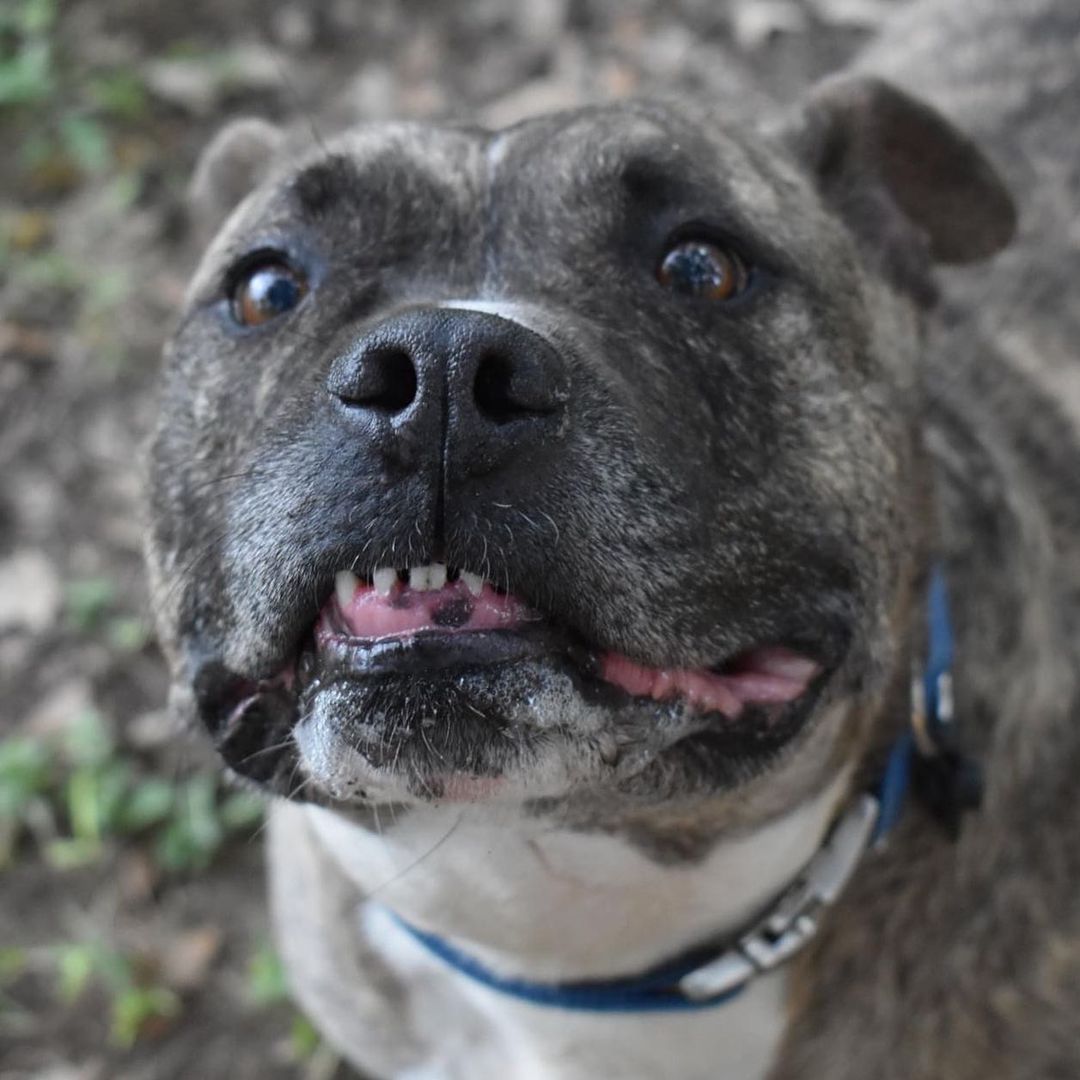 October is Pit Bull Awareness Month and Butch would like everyone to be aware that he is sad and lonely and would like a family to help him feel loved again.

Butch's little buddy Meaux, a chiweenie, was adopted last week. Big pittie mix Butch was not. We were assured, by their former owner's family and by kennel staff, that Butch and Meaux could be placed separately. But Butch is pining away. He doesn't want to eat. He doesn't want to play. He's just sad. His human dad died, his human mom had to move into a small apartment near her daughter and couldn't bring Butch and Meaux with her, and now Meaux has a new family but Butch doesn't.

Butch loves people of all ages and would love more than anything to be part of a family again. He is available to foster or adopt within a couple hours of Austin, Texas. He is at Wimberley Kennel now.
<a target='_blank' href='https://www.instagram.com/explore/tags/nationalpitbullawarenessmonth/'>#nationalpitbullawarenessmonth</a> <a target='_blank' href='https://www.instagram.com/explore/tags/adoptdontshop/'>#adoptdontshop</a> <a target='_blank' href='https://www.instagram.com/explore/tags/seniordog/'>#seniordog</a> <a target='_blank' href='https://www.instagram.com/explore/tags/wimberleytexas/'>#wimberleytexas</a> <a target='_blank' href='https://www.instagram.com/explore/tags/pitbull/'>#pitbull</a> <a target='_blank' href='https://www.instagram.com/explore/tags/brindle/'>#brindle</a> <a target='_blank' href='https://www.instagram.com/explore/tags/brindlepitbull/'>#brindlepitbull</a> <a target='_blank' href='https://www.instagram.com/explore/tags/sadandlonely/'>#sadandlonely</a> <a target='_blank' href='https://www.instagram.com/explore/tags/lonely/'>#lonely</a> <a target='_blank' href='https://www.instagram.com/explore/tags/leftbehind/'>#leftbehind</a>