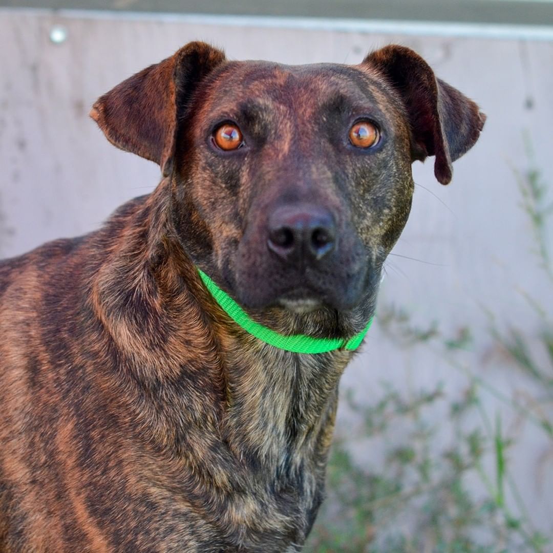 “I Love Lucy” is one of the greatest TV shows of all time.  That’s what you’ll be saying about me as soon as you meet me.  I’m just one of those gals that commands attention every time I walk in a room.  All eyes are upon me with my beautiful brindle coat and orange eyes.  I might look rather serious but believe you me…I’m not. You’ll catch me playing with my toys and then I’ll get you involved in the fun too.  We can also go on long walks or runs – I’m game for either!
Once we are all worn out, I’ll be ready for a good old fashioned nap – right in your lap.  A lap nap?  LOL - I just made a funny!

Yep, I may be 40-50 lbs, but I just want to be your lap dog.  I’m about 6 years old and I’ve got lots more years to be your best fur baby!  So please come on over and meet me.  I would love being your best gal – just like Lucy was to Desi!

If you would like to adopt me, please complete the pre-qualification application at this link: https://bit.ly/2CCVFPV

Please visit https://www.tbcanimalrescue.com/how-to-help to learn about the many ways to help Texas Best Choices Animal Rescue.

<a target='_blank' href='https://www.instagram.com/explore/tags/AdoptDontShop/'>#AdoptDontShop</a> <a target='_blank' href='https://www.instagram.com/explore/tags/TBCAnimalRescue/'>#TBCAnimalRescue</a> <a target='_blank' href='https://www.instagram.com/explore/tags/RescueDogs/'>#RescueDogs</a>