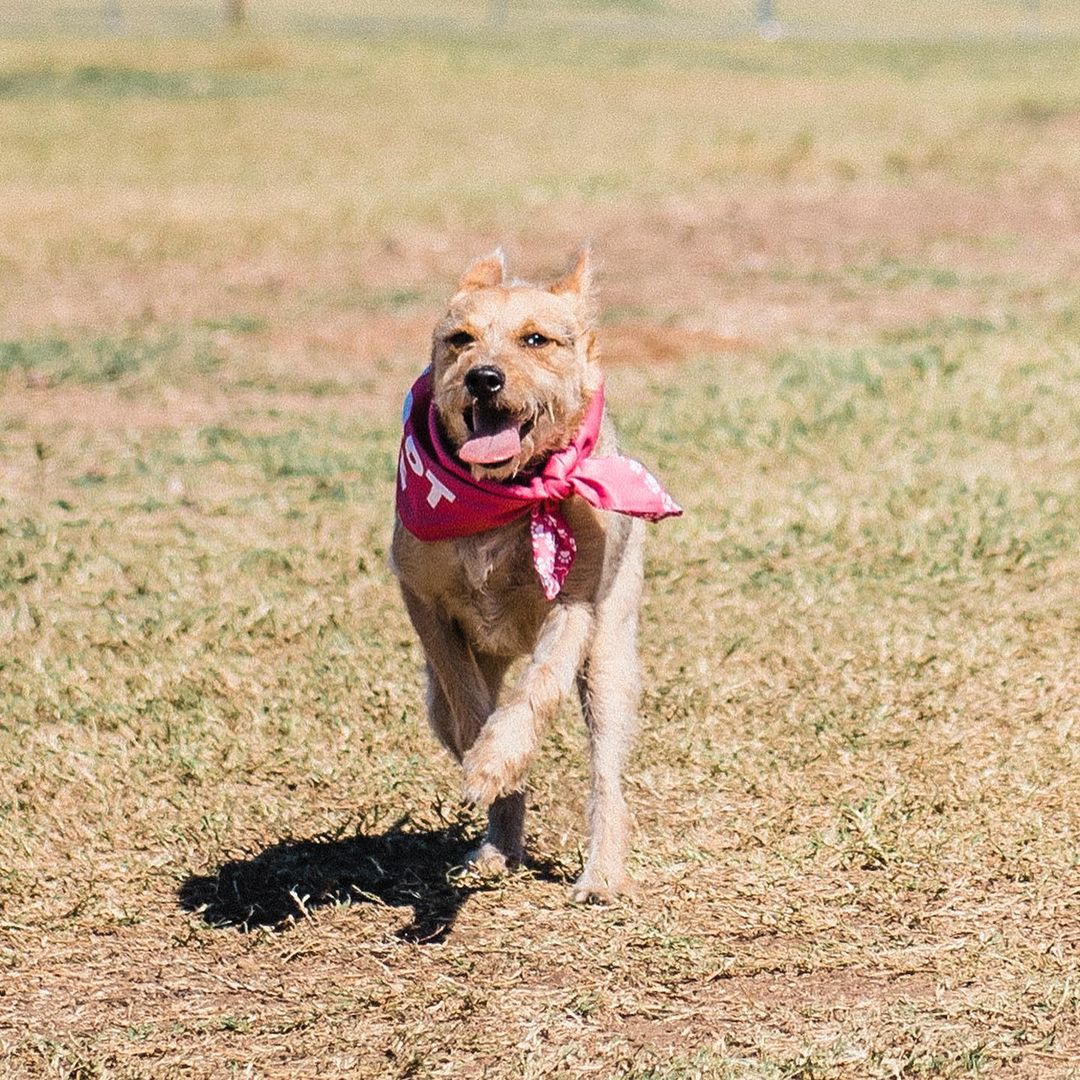 Roxy is ready to rock your world! 💕 if you’re looking for a lovable, sociable, and scruffy girl, Roxy would LOVE to meet you! This sweet petite gal is mild-mannered and adores everyone she meets. She loves to play and can’t wait to meet your family! ❤️