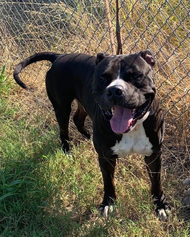 Meet CUBAN!!!!
 This beautiful 80 pound guy was wandering around the streets of Texas. 
  He is super sweet. Has had all his shots, is neutered and he tested HW-!
 Very affectionate. No aggression seen with other dogs .  Is not good with cats!

https://form.jotform.com/Pulledfromthepits/AdoptaPit