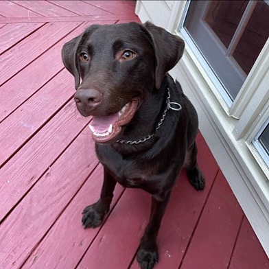 Meet Miss Colbie -This sweet girl is one of the newest additions to LFS.  Colbie is a year old and a sweetheart of a dog.  She is an Owner surrender due to one of the children being allergic to her. She is 70 pounds.  She was in a home with an indoor cat and was good with but they would have an occasional chase. More info to come!