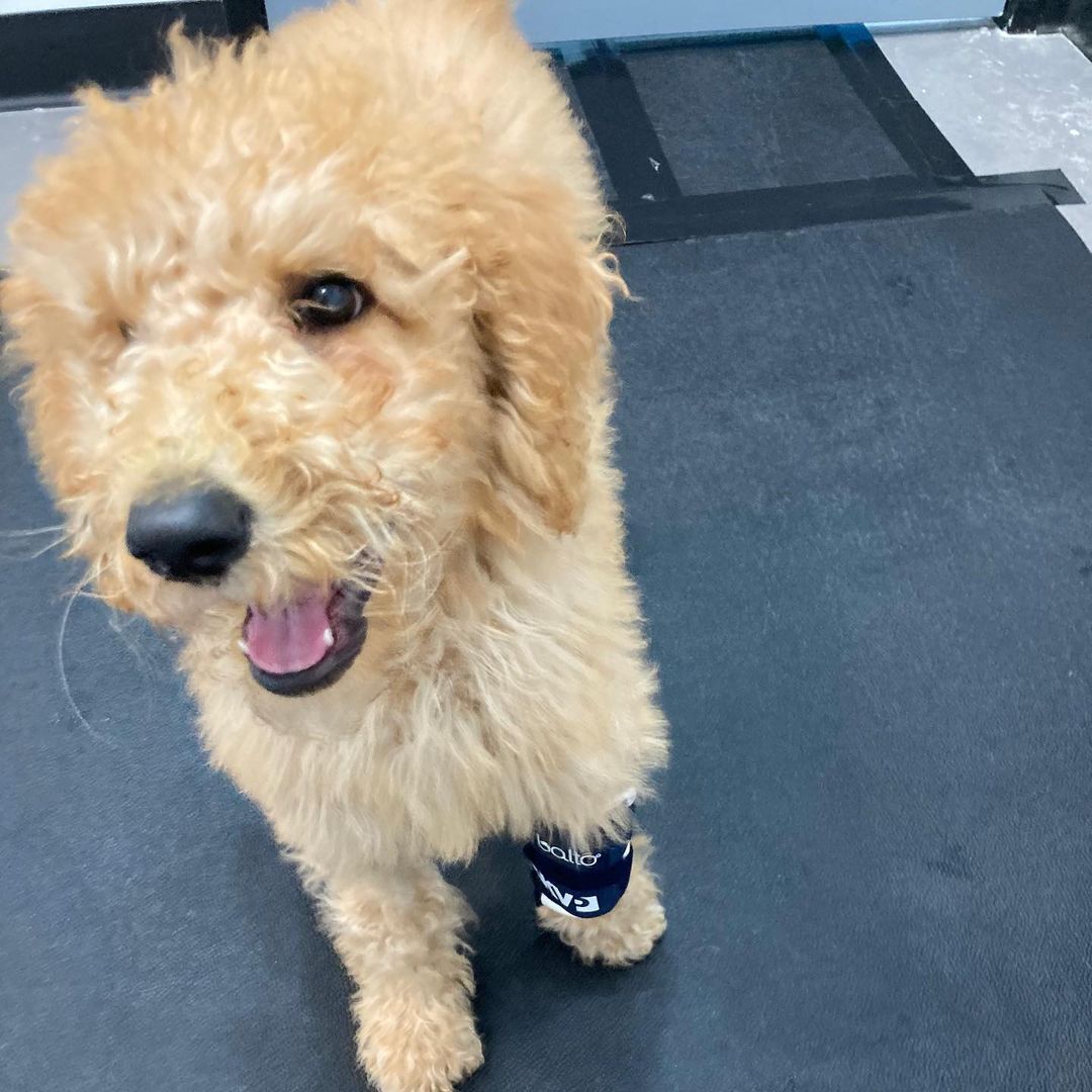 Hey guys, it’s me, the Fozzie pup!  So the surgeon said I’d grown SO much that it my be possible to splint my paw or do a smaller procedure.  So yesterday, Ana, of Casa Ana fame, took me to the rehab gurus at @beachanimalrehab where we will be doing physical therapy exercises for overall flexibility.  Ana says we wait and see how the next couple of months go with my growing process then meet with the surgeon again down the line. Thanks to everyone at the sparky village for the love and support.  For an abandoned pup with a bum leg, I really am a lucky fella! <a target='_blank' href='https://www.instagram.com/explore/tags/sparkyandthegang/'>#sparkyandthegang</a> <a target='_blank' href='https://www.instagram.com/explore/tags/goldendoodlepuppy/'>#goldendoodlepuppy</a> <a target='_blank' href='https://www.instagram.com/explore/tags/rescuedoodle/'>#rescuedoodle</a> <a target='_blank' href='https://www.instagram.com/explore/tags/adoptdontshop/'>#adoptdontshop</a> <a target='_blank' href='https://www.instagram.com/explore/tags/fosteringsaveslives/'>#fosteringsaveslives</a> <a target='_blank' href='https://www.instagram.com/explore/tags/doodlemix/'>#doodlemix</a> <a target='_blank' href='https://www.instagram.com/explore/tags/whohasabumleg/'>#whohasabumleg</a> <a target='_blank' href='https://www.instagram.com/explore/tags/iguessitsme/'>#iguessitsme</a>