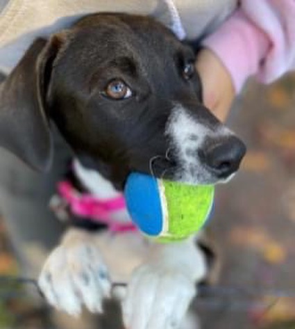 You don't want to miss our in-person adoption event on Saturday, November 13 from noon to 2 p.m. at @friendsoftoto in Pawtucket. Here are some of the pups that will be attending. Let's get these dogs home! <a target='_blank' href='https://www.instagram.com/explore/tags/pleaseshare/'>#pleaseshare</a> <a target='_blank' href='https://www.instagram.com/explore/tags/upforadoption/'>#upforadoption</a> <a target='_blank' href='https://www.instagram.com/explore/tags/adoptionevent/'>#adoptionevent</a> <a target='_blank' href='https://www.instagram.com/explore/tags/saturday/'>#saturday</a> <a target='_blank' href='https://www.instagram.com/explore/tags/local/'>#local</a> <a target='_blank' href='https://www.instagram.com/explore/tags/rhodeisland/'>#rhodeisland</a> <a target='_blank' href='https://www.instagram.com/explore/tags/adoptdontshop/'>#adoptdontshop</a>