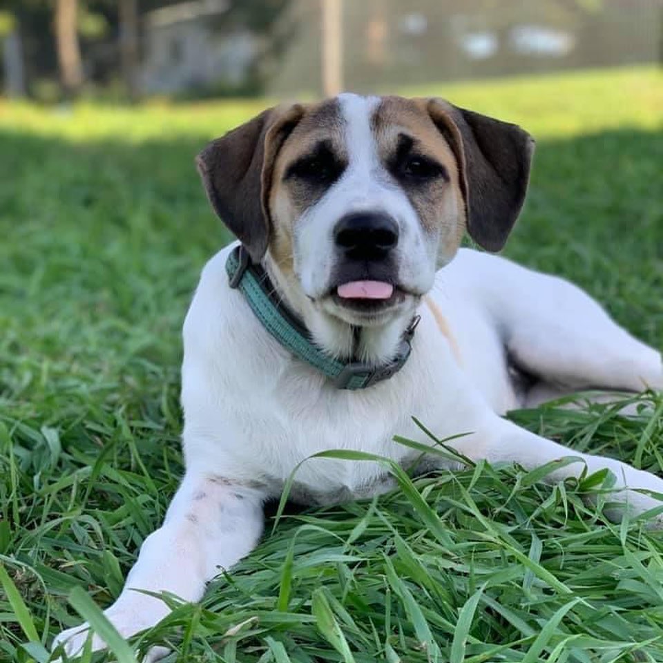 Brandy from the Whisky Litter will be featured in this week’s live show on Facebook and she is absolutely gorgeous! The live Facebook show starts at 8pm CST
You can read all about her at:  https://www.gprescue.com/current-adoptables
Paul Wells will be back for part 2, 