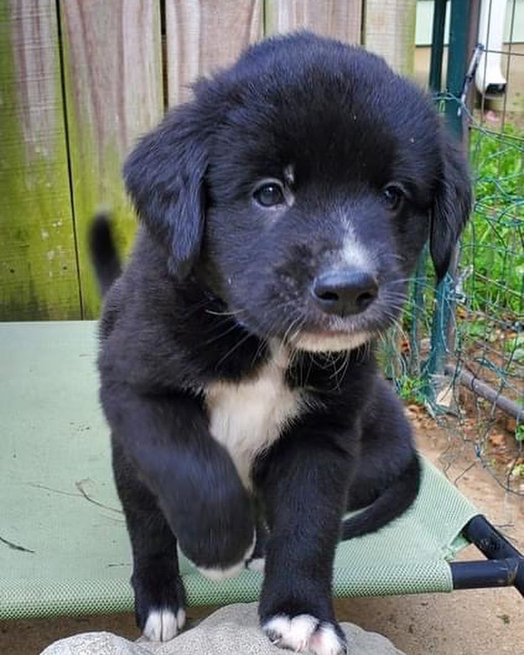 Happy National Black Dog Day from the B Pup Litter!! 🐾🖤🐾🖤

For more information about adopting these cuties or any other OPH dogs,  check out the link in our bio.

<a target='_blank' href='https://www.instagram.com/explore/tags/rescuepuppy/'>#rescuepuppy</a> <a target='_blank' href='https://www.instagram.com/explore/tags/puppiesofinstagram/'>#puppiesofinstagram</a> <a target='_blank' href='https://www.instagram.com/explore/tags/puppy/'>#puppy</a> <a target='_blank' href='https://www.instagram.com/explore/tags/puppies/'>#puppies</a> <a target='_blank' href='https://www.instagram.com/explore/tags/puppylove/'>#puppylove</a> <a target='_blank' href='https://www.instagram.com/explore/tags/puppylovers/'>#puppylovers</a> <a target='_blank' href='https://www.instagram.com/explore/tags/adoptabledog/'>#adoptabledog</a> <a target='_blank' href='https://www.instagram.com/explore/tags/adoptdontshop/'>#adoptdontshop</a> <a target='_blank' href='https://www.instagram.com/explore/tags/opttoadopt/'>#opttoadopt</a> <a target='_blank' href='https://www.instagram.com/explore/tags/ophrescue/'>#ophrescue</a> <a target='_blank' href='https://www.instagram.com/explore/tags/savedogs/'>#savedogs</a> <a target='_blank' href='https://www.instagram.com/explore/tags/dogrescue/'>#dogrescue</a> <a target='_blank' href='https://www.instagram.com/explore/tags/rescuedogs/'>#rescuedogs</a> <a target='_blank' href='https://www.instagram.com/explore/tags/mustlovedogs/'>#mustlovedogs</a> <a target='_blank' href='https://www.instagram.com/explore/tags/rescuedismyfavoritebreed/'>#rescuedismyfavoritebreed</a> <a target='_blank' href='https://www.instagram.com/explore/tags/blackdog/'>#blackdog</a>