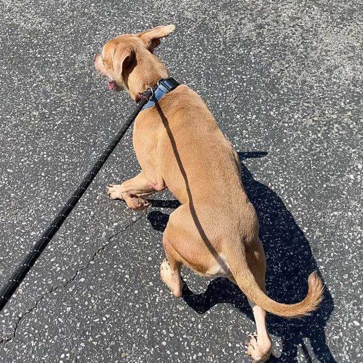 Here he is!! Kaipo from Moreno Valley Shelter!! <a target='_blank' href='https://www.instagram.com/explore/tags/a510517/'>#a510517</a>  on his Freedom Walk out and into the truck!! Couldn’t stand the thought that this little one (yes, he’s little!) would be Euthanized this afternoon!  Now if we could only save more!! <a target='_blank' href='https://www.instagram.com/explore/tags/fostersneeded/'>#fostersneeded</a> <a target='_blank' href='https://www.instagram.com/explore/tags/fostertoadopt/'>#fostertoadopt</a> <a target='_blank' href='https://www.instagram.com/explore/tags/adoptdontshop/'>#adoptdontshop</a> <a target='_blank' href='https://www.instagram.com/explore/tags/kaipo/'>#kaipo</a> <a target='_blank' href='https://www.instagram.com/explore/tags/morenovalleyshelter/'>#morenovalleyshelter</a> <a target='_blank' href='https://www.instagram.com/explore/tags/savingpups/'>#savingpups</a> <a target='_blank' href='https://www.instagram.com/explore/tags/nomorehighkillshelters/'>#nomorehighkillshelters</a> <a target='_blank' href='https://www.instagram.com/explore/tags/freedomrescuetemecula/'>#freedomrescuetemecula</a> <a target='_blank' href='https://www.instagram.com/explore/tags/freedomrescuetem/'>#freedomrescuetem</a> 

To help with his food/care/etc we accept Venmo:
@Freedom-Rescue

Or checks to:

Freedom Rescue
27475 Ynez Rd 721
Temecula CA 92591
Reference: Kaipo