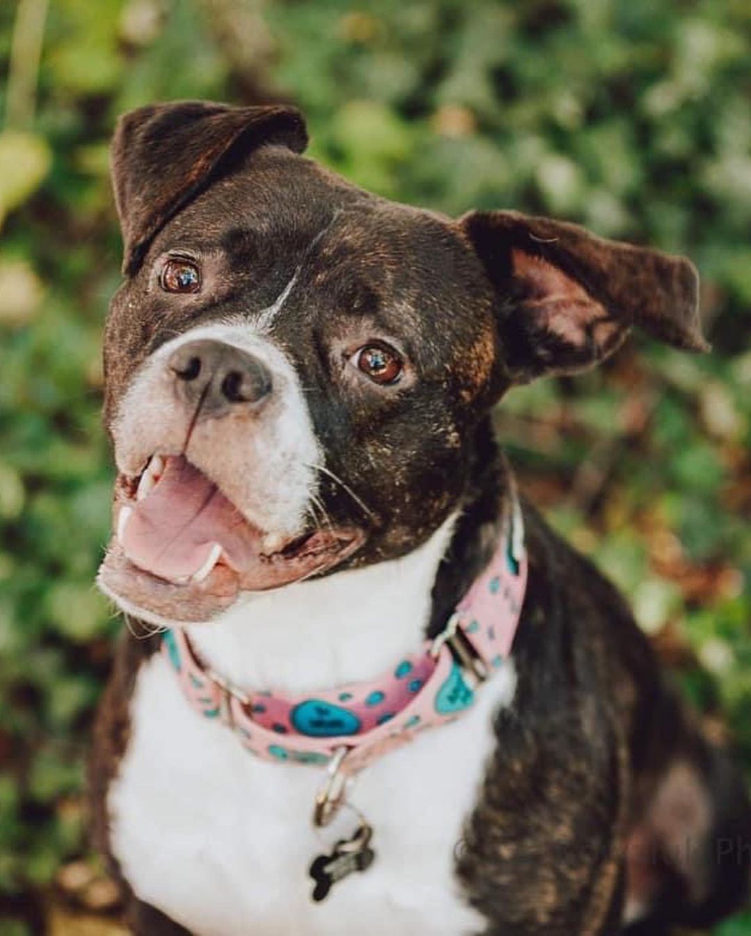 Happy Rosie girl!!! 🌹🥰 Check out these beautiful shots by @rocpetportraits! Swipe for underbite 🐶😜
Rosie will be up for adoption soon! Fill out an app on our website to get ahead of the game!! <a target='_blank' href='https://www.instagram.com/explore/tags/linkinbio/'>#linkinbio</a>